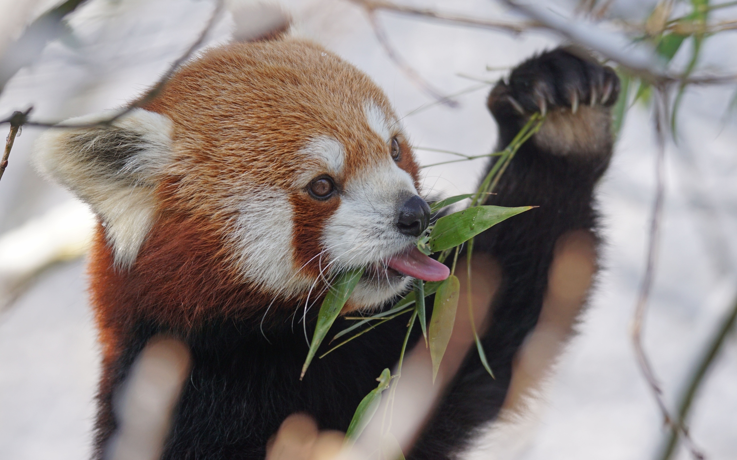 Красная панда ест ветки эвкалипта