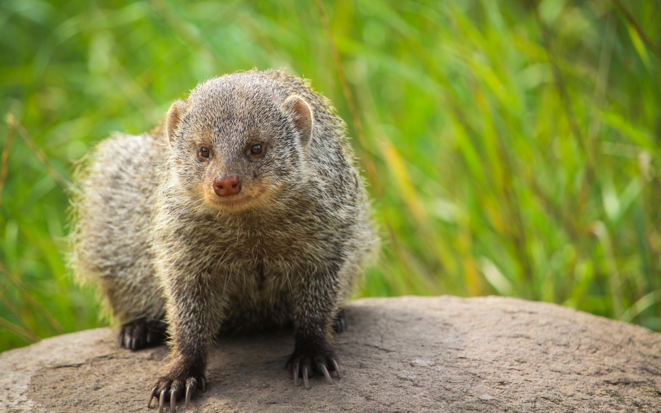 Большой серый мангуст сидит на камне