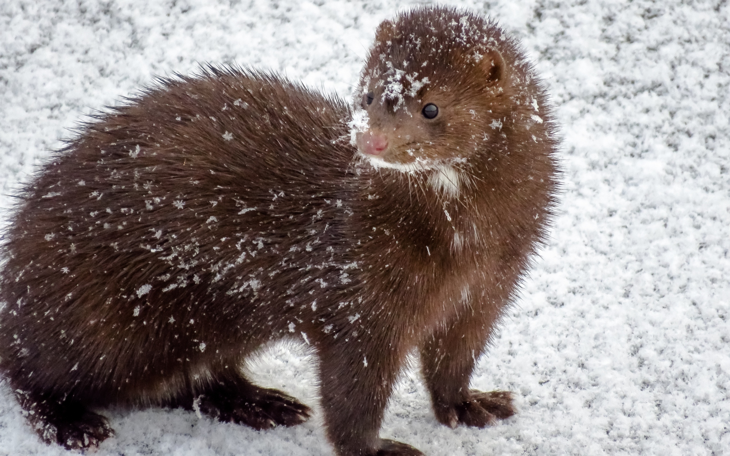 Пушистая норка в снегу зимой