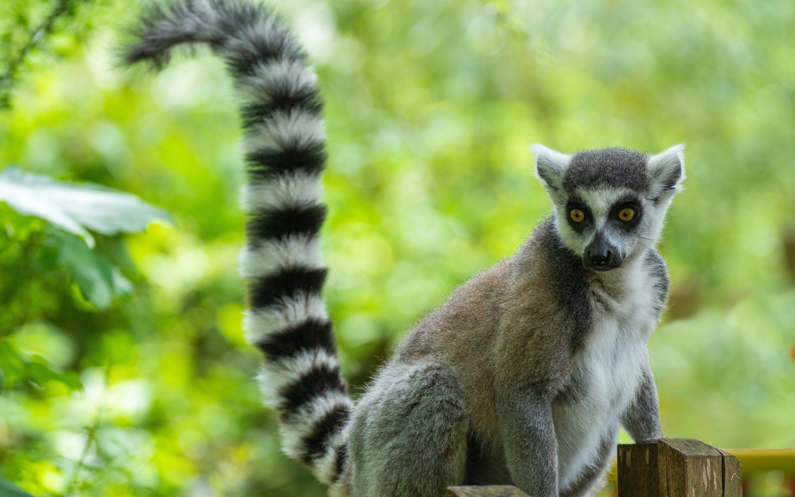 Большой лемур с длинным полосатым хвостом
