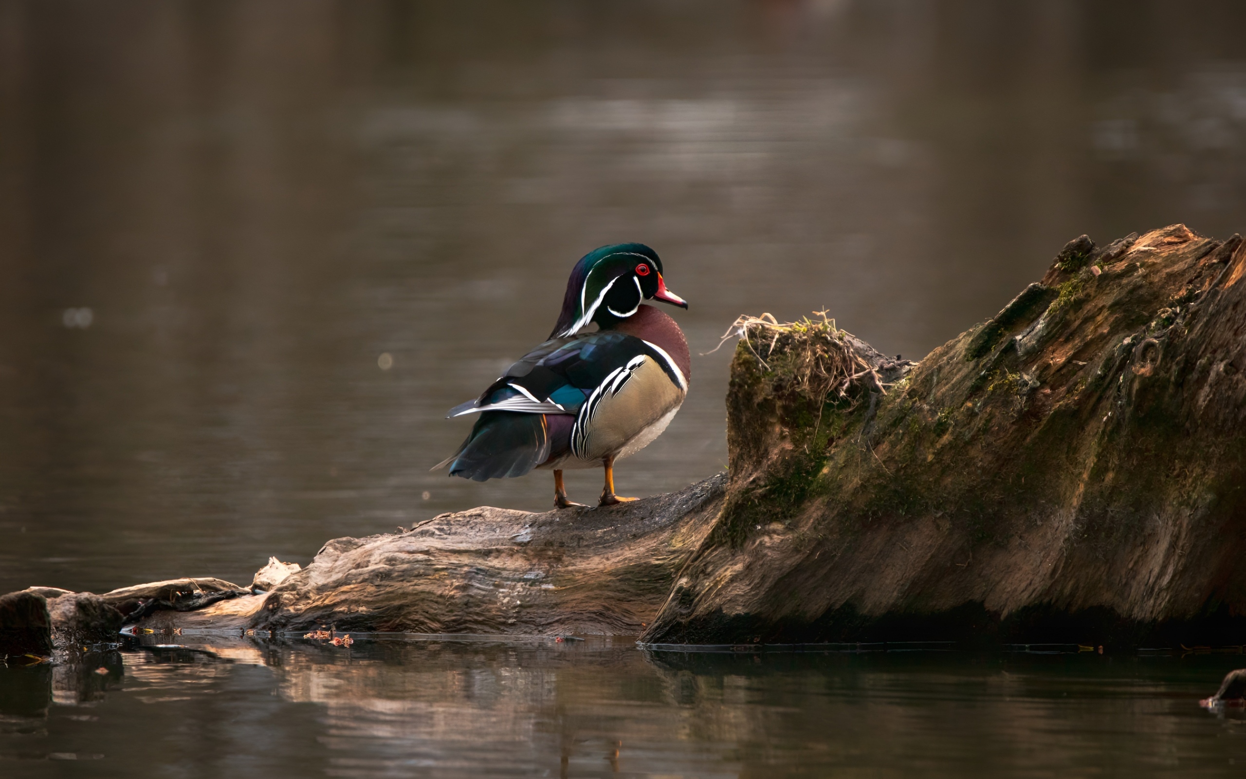 Красивая утка сидит на коряге в воде
