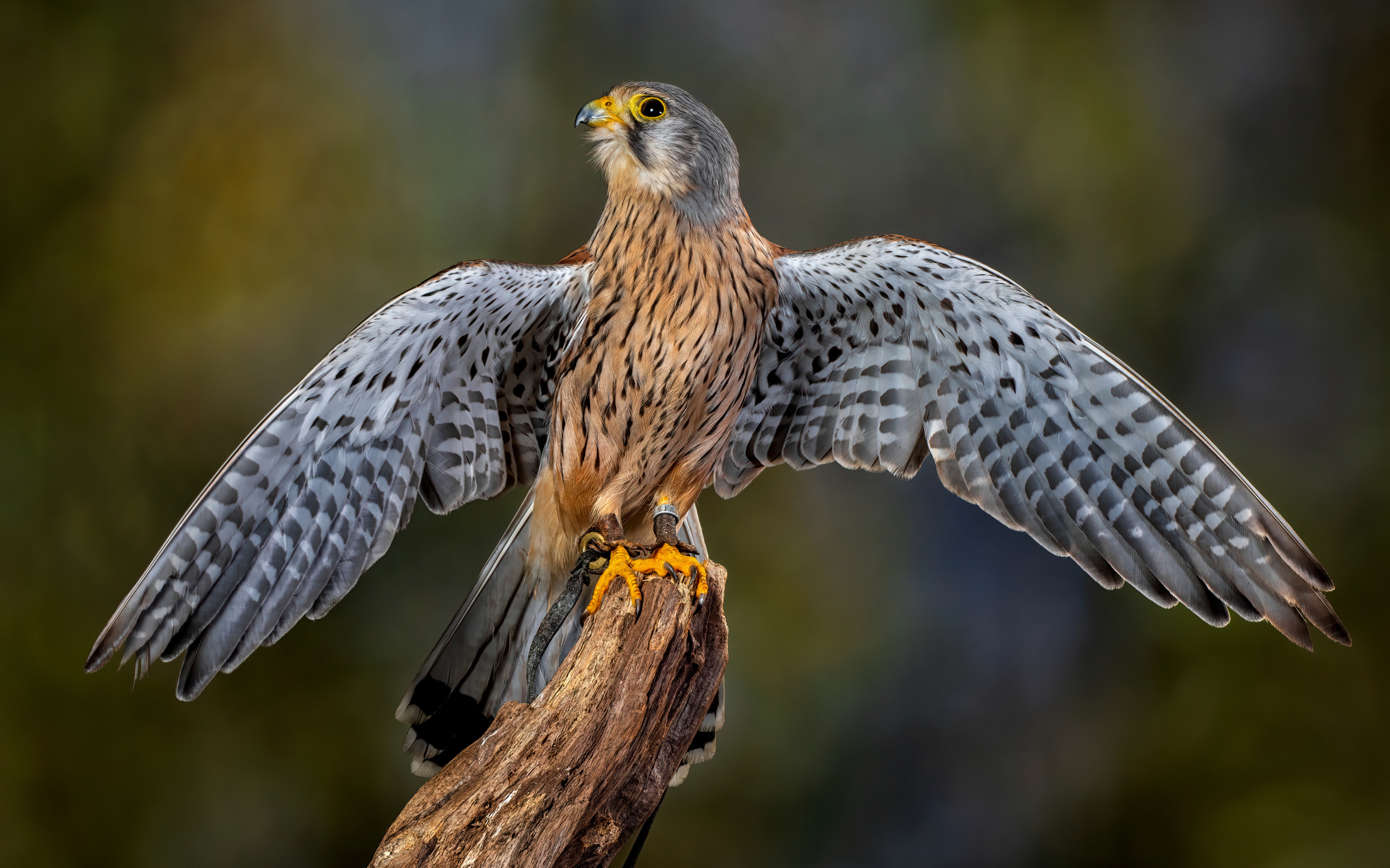 Красивый сокол готовится взлететь