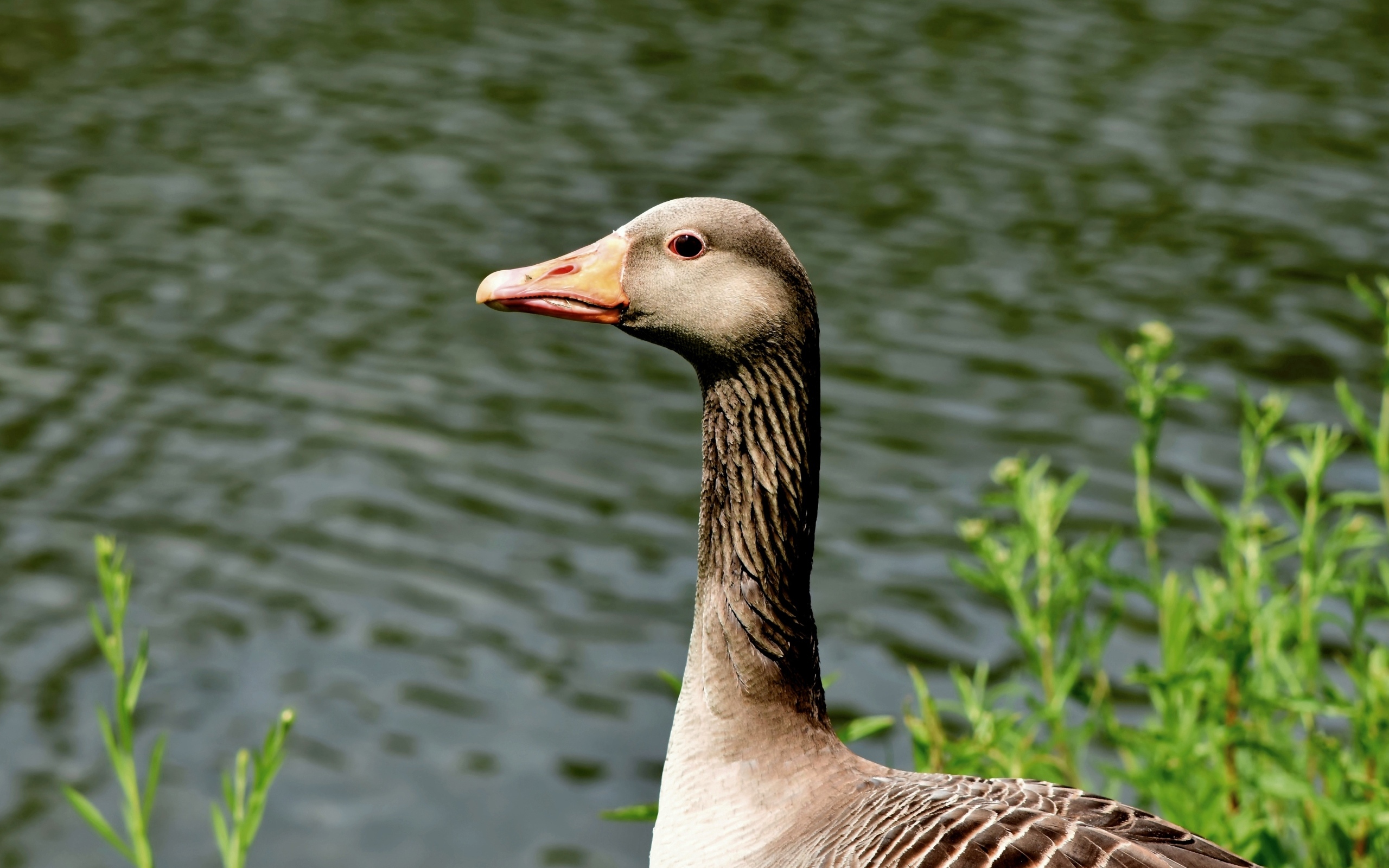 Большой серый гусь стоит у воды