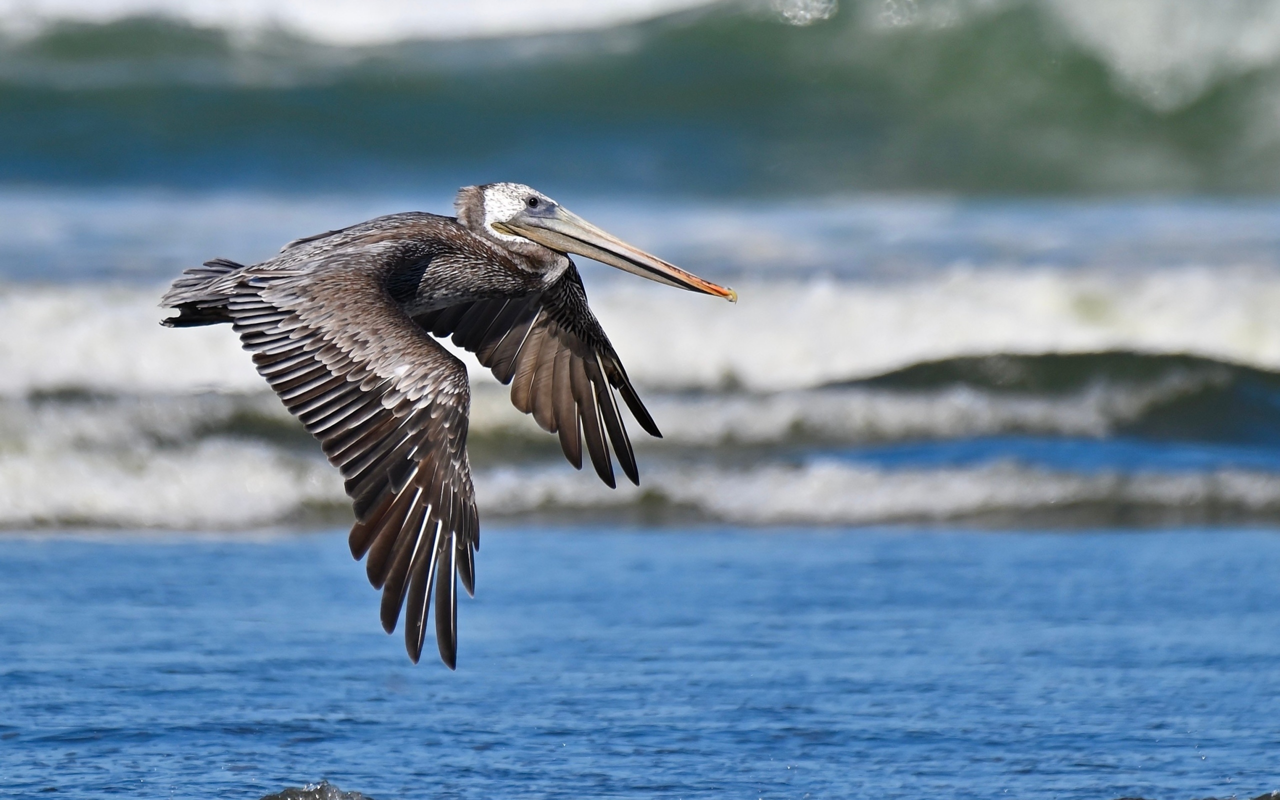 Большой коричневый пеликан летит над водой
