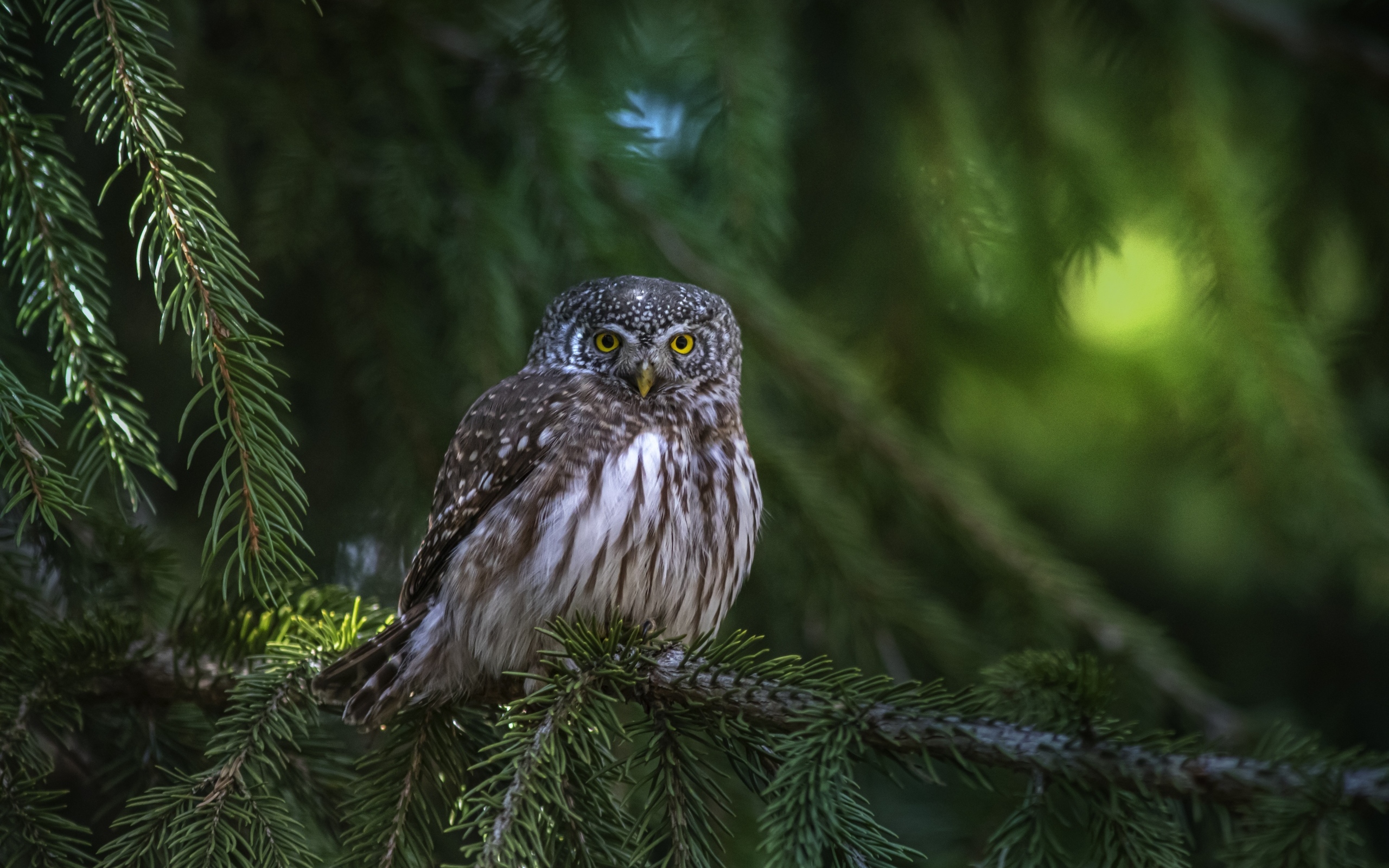 Большая сова сидит на ветке ели
