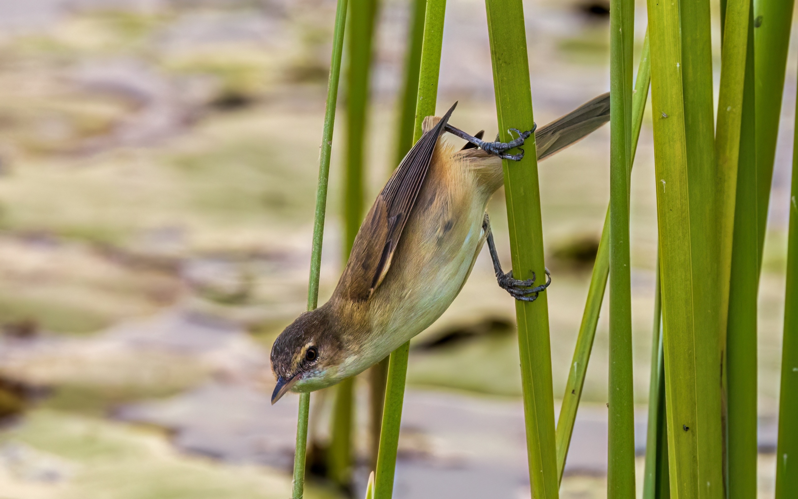 Маленькая птица иволга висит на зеленых камышах