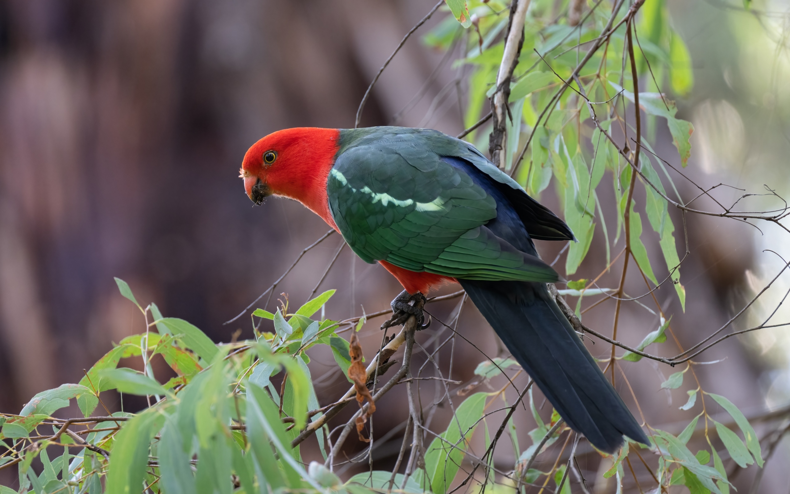 Австралийский королевский попугай на ветке дерева