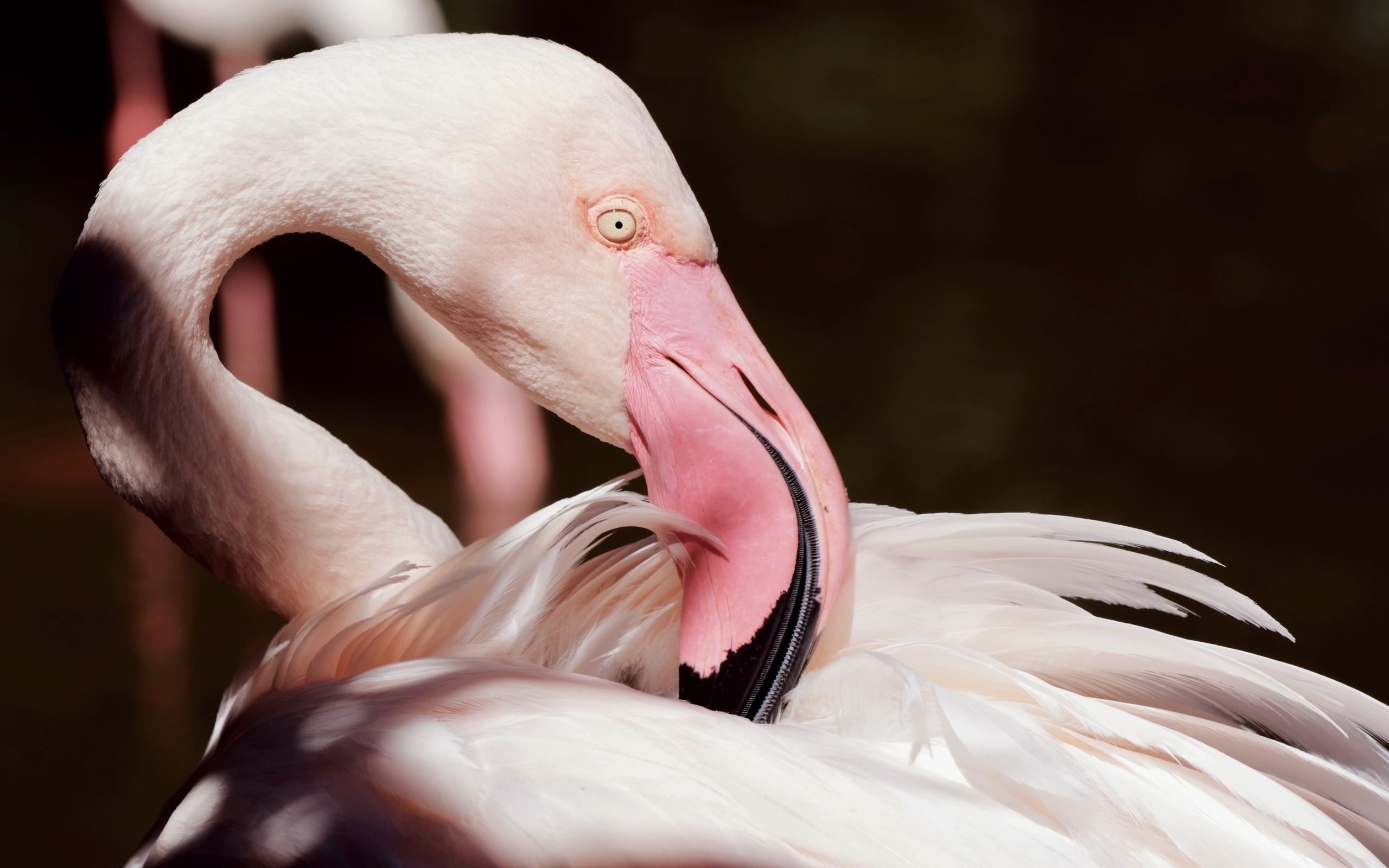 Красивый розовый фламинго крупным планом