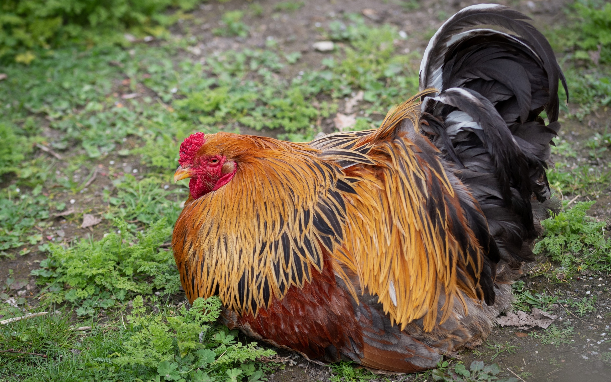 Большой красивый домашний петух