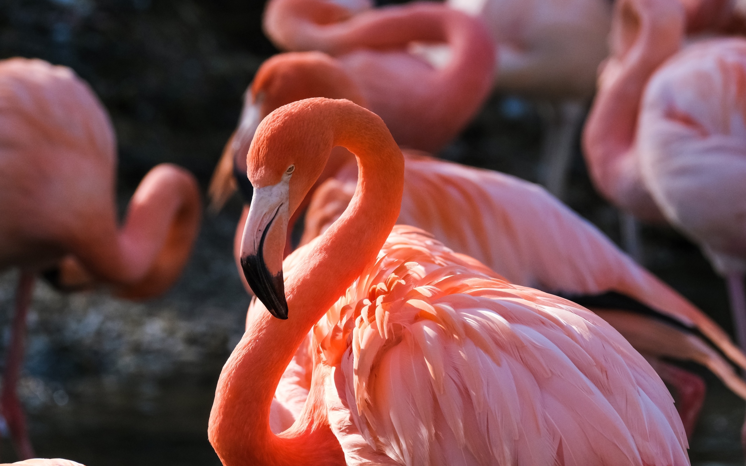 Большой розовый фламинго крупным планом