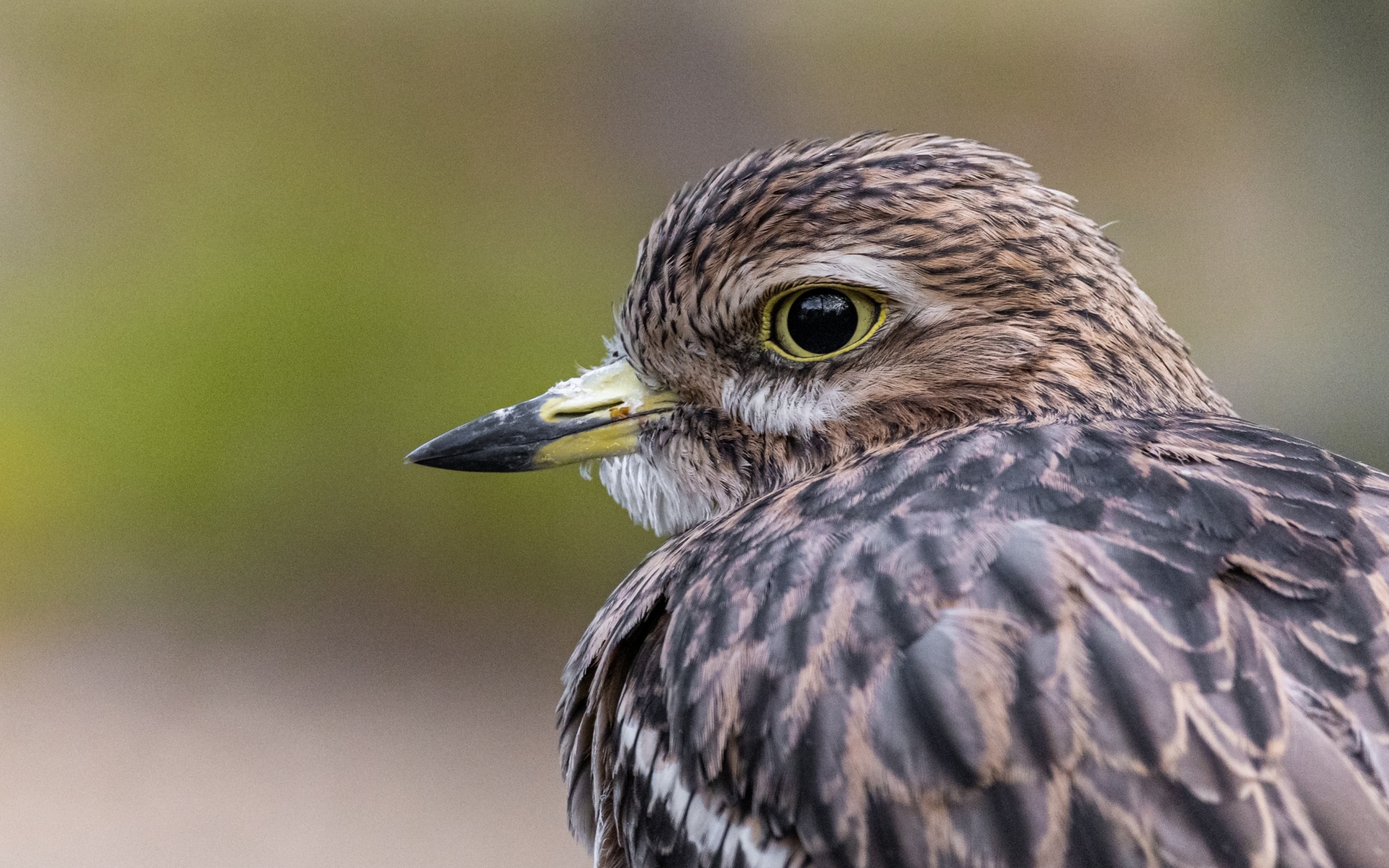Птица с острым коротким клювом