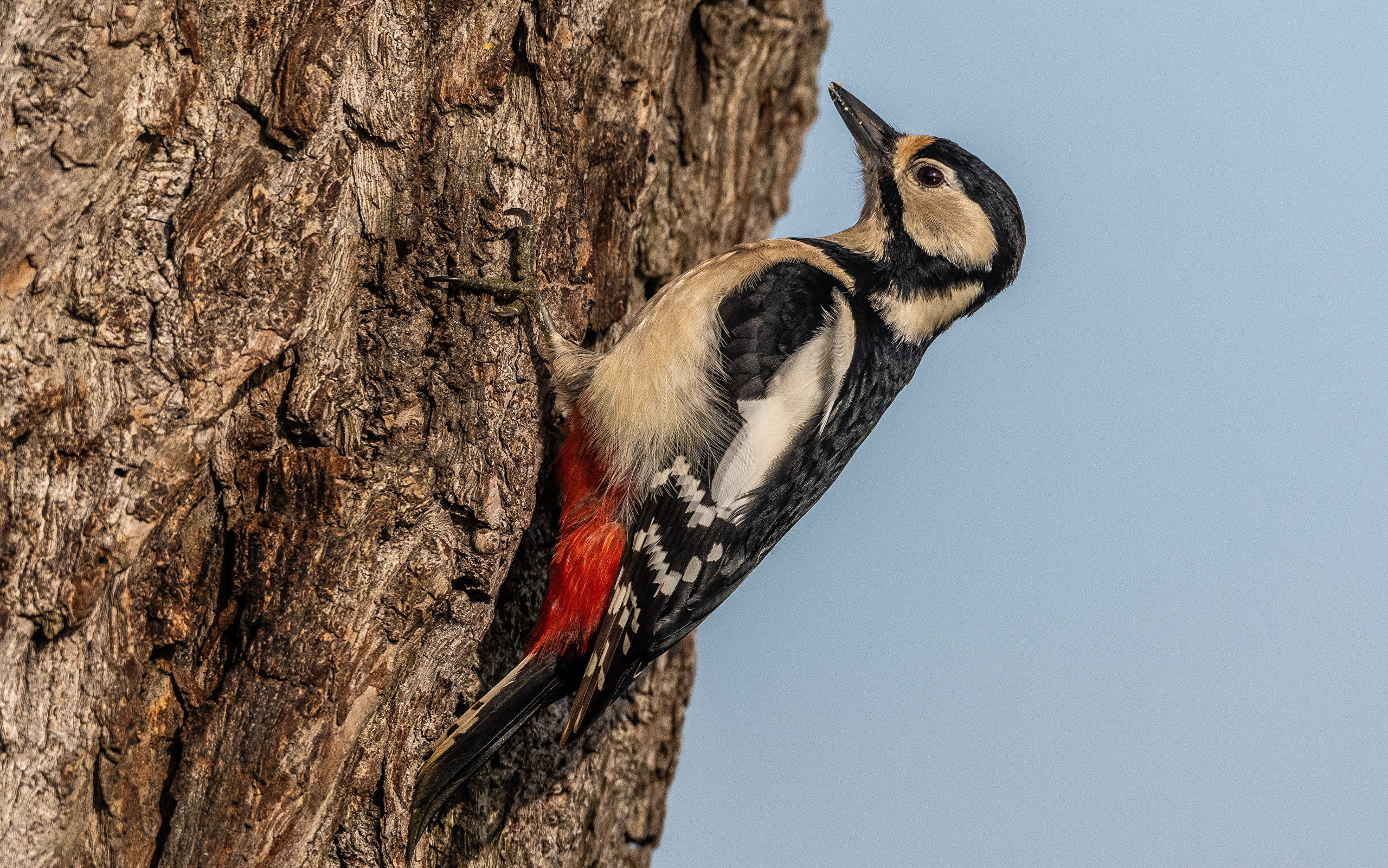 Большой дятел сидит на дереве