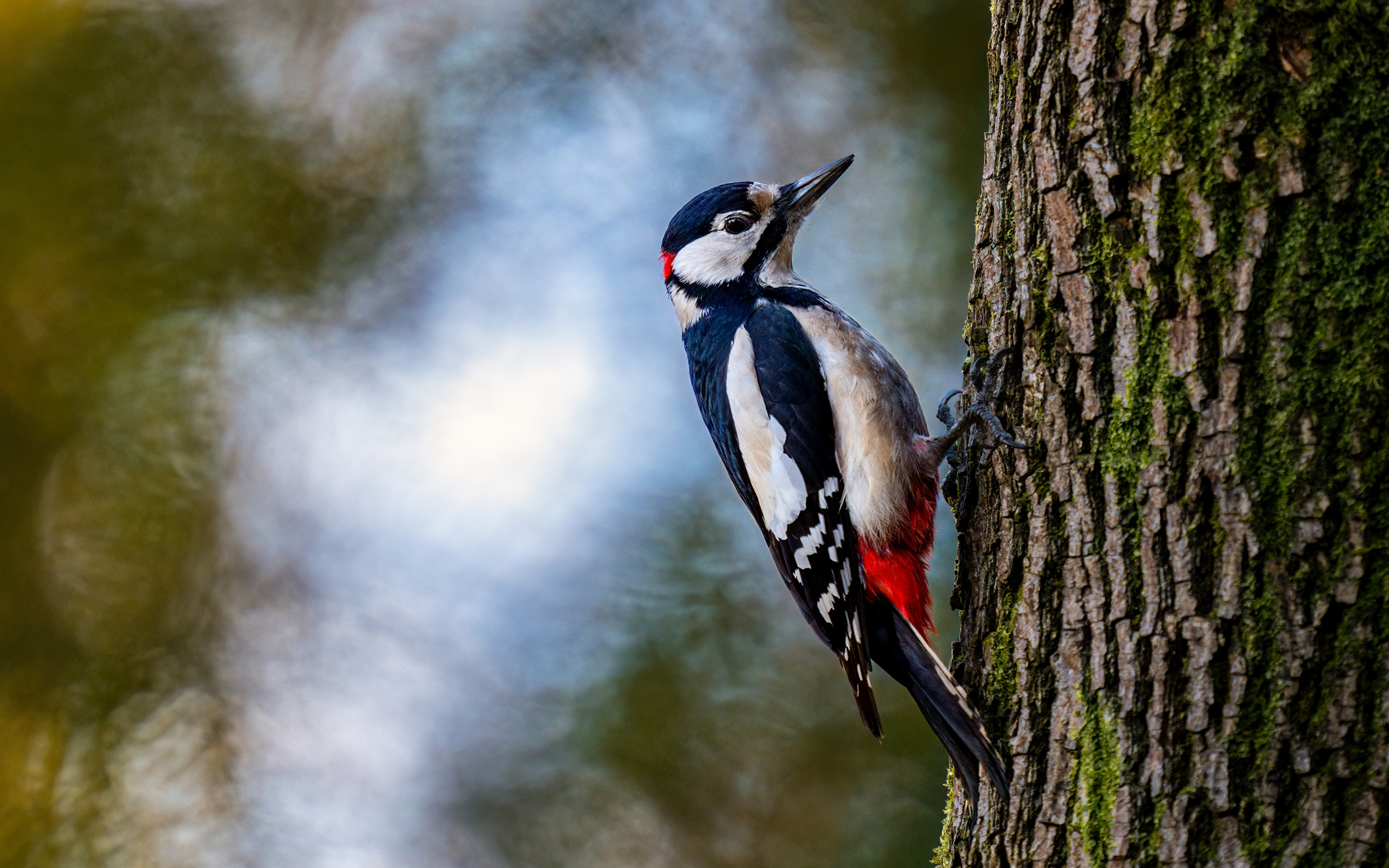Большой дятел сидит на дереве