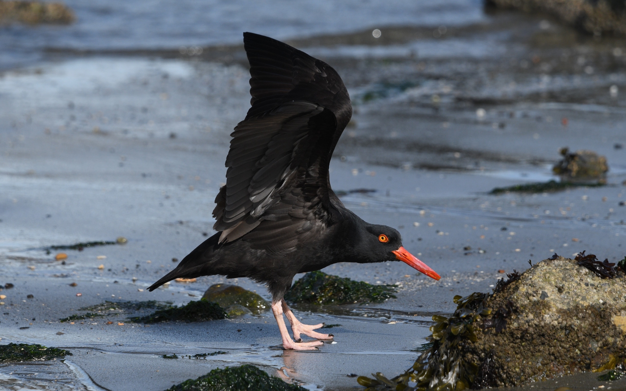 Черная птица с красным клювом на песке у моря