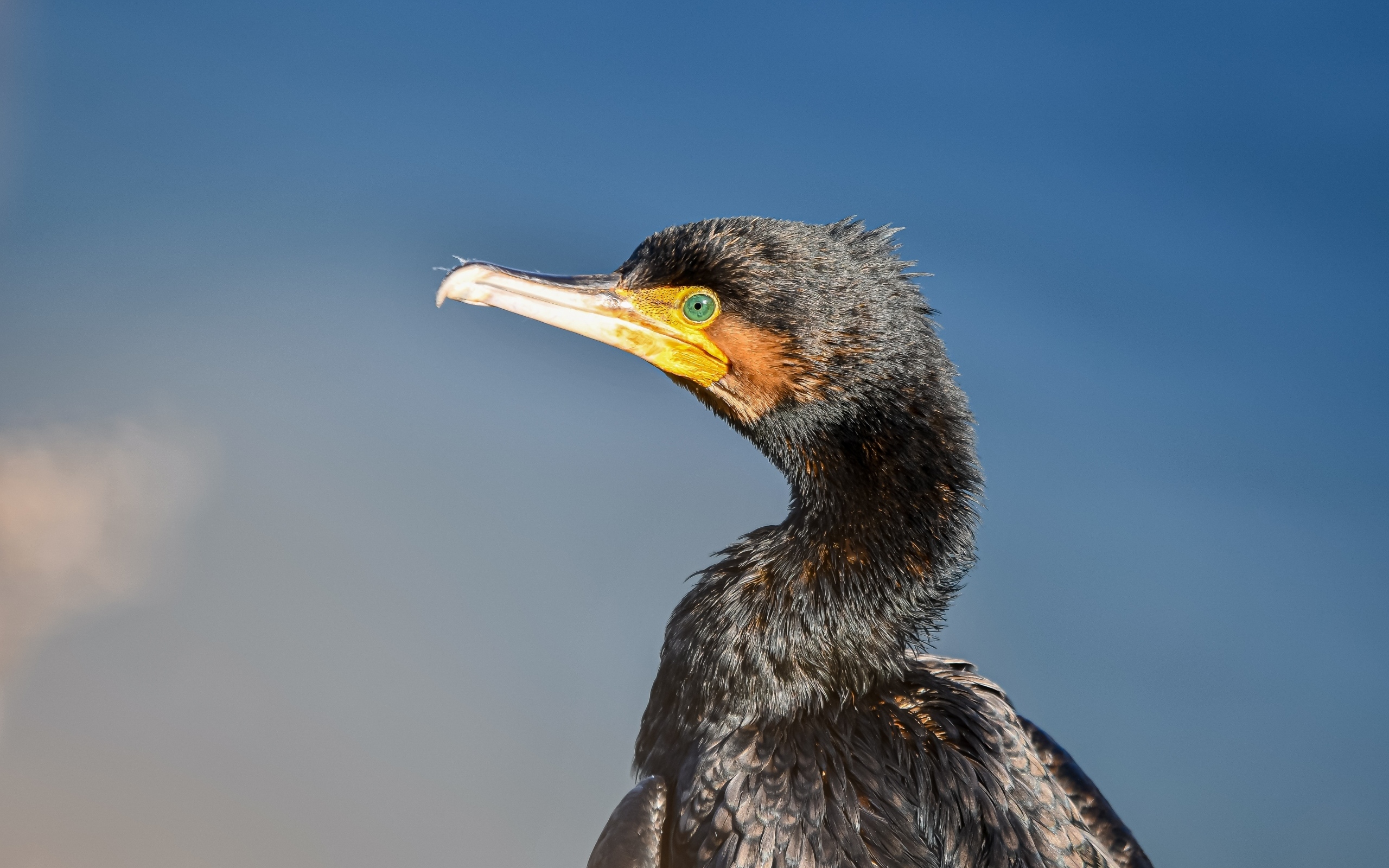 Черный баклан с большим острым клювом