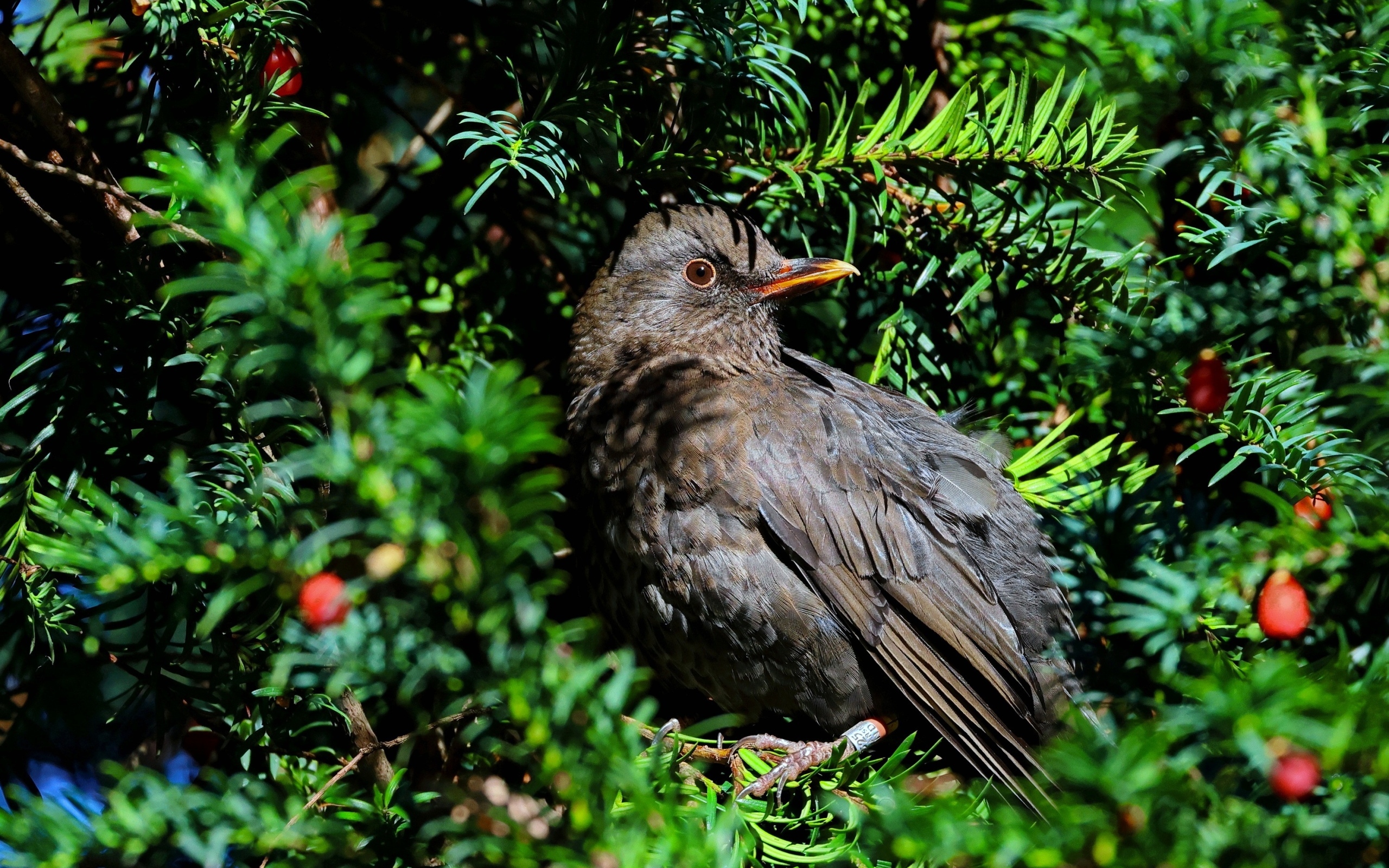 Черный обыкновенный дрозд в ветках