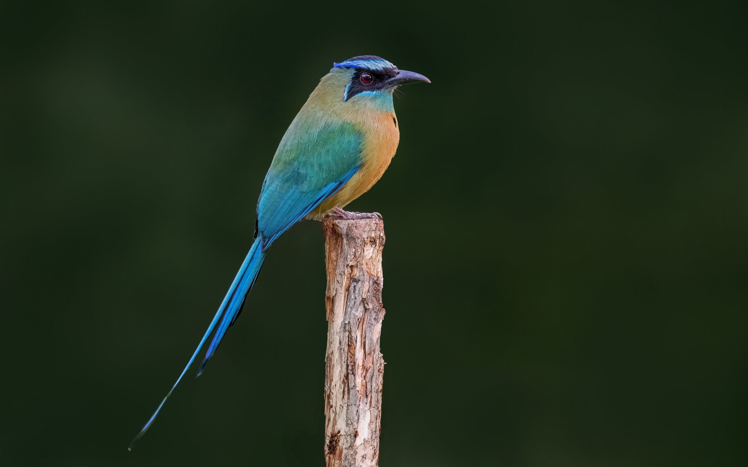 Синешапочный момот крупным планом
