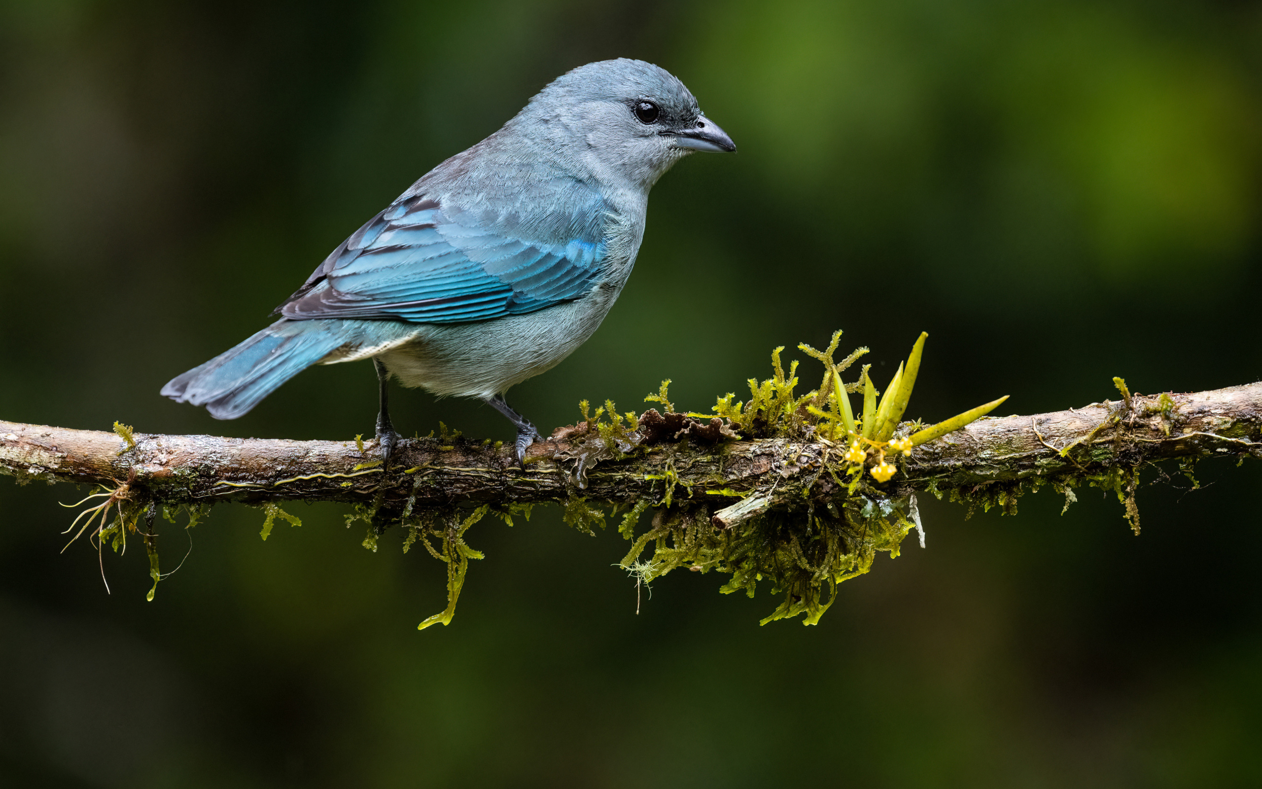 Синеплечий траупис сидит на ветке