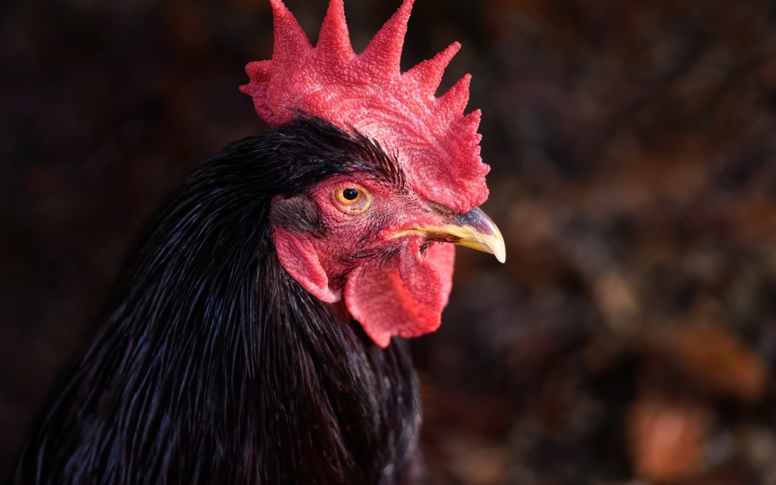 Коричневый петух с красным гребнем