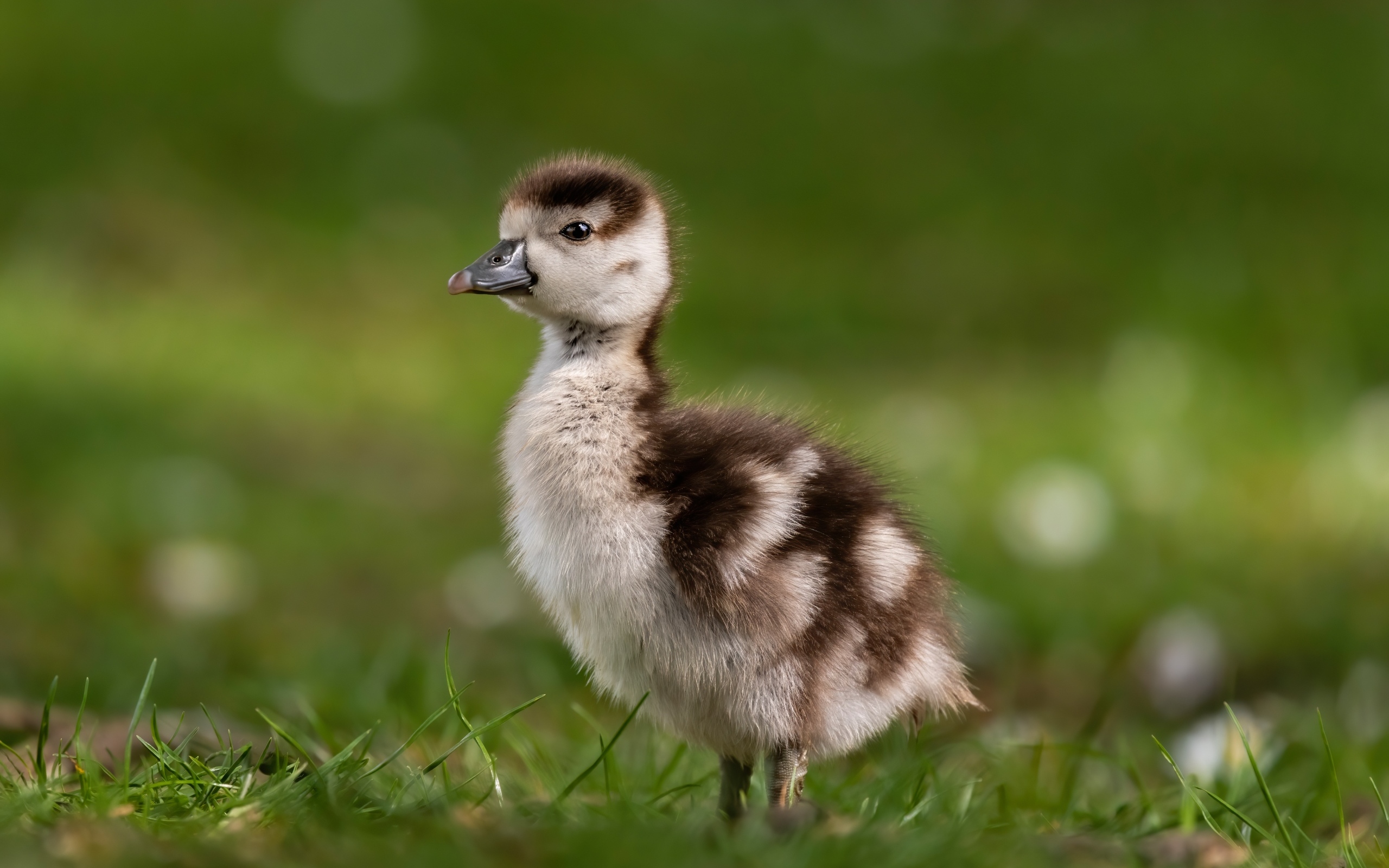 Утенок стоит в зеленой траве