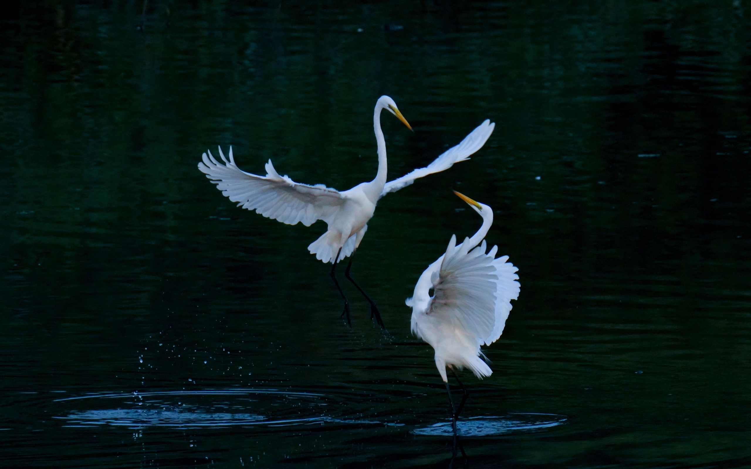 Влюбленные белые цапли в воде