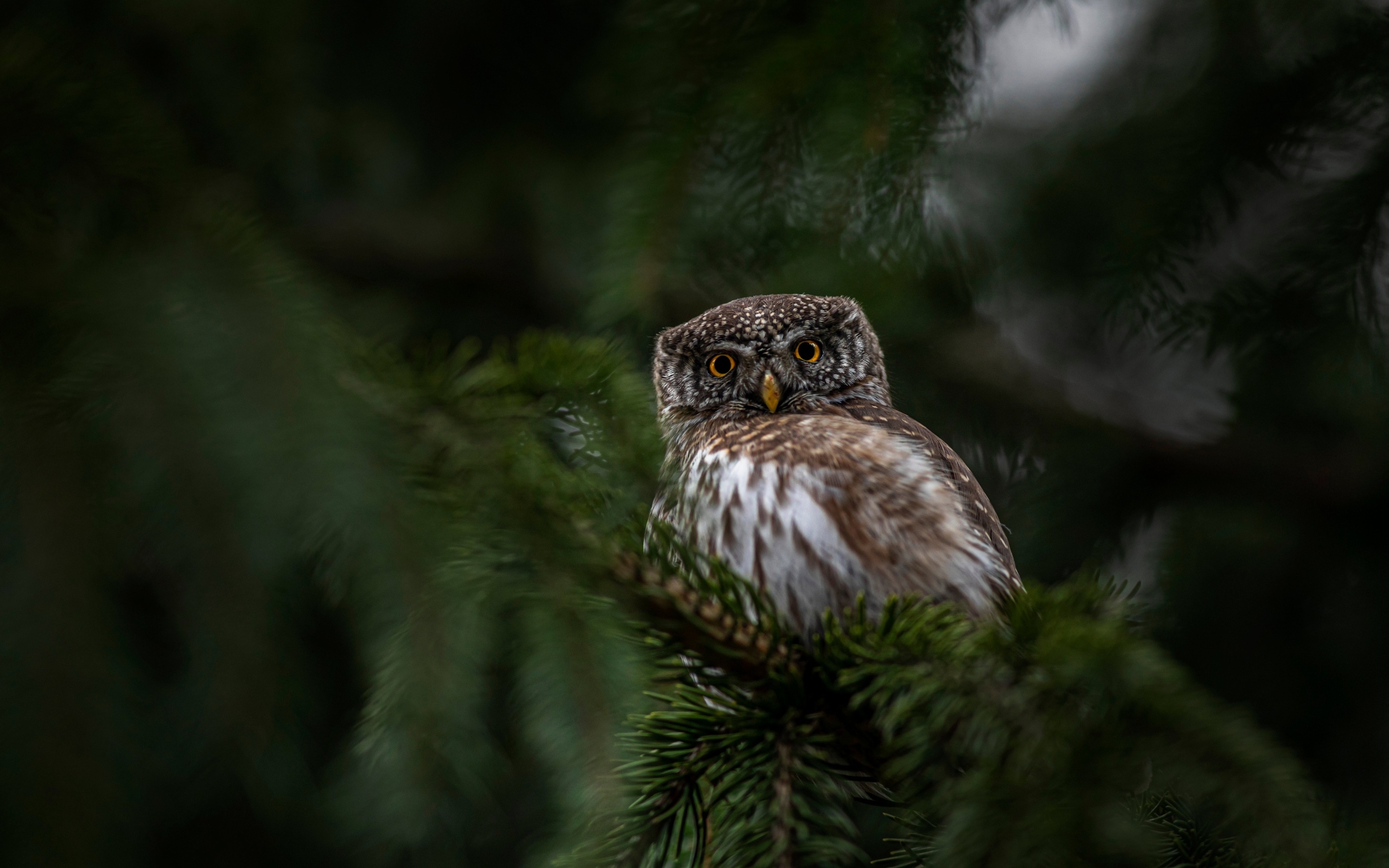 Евразийская карликовая сова сидит на ветке дерева
