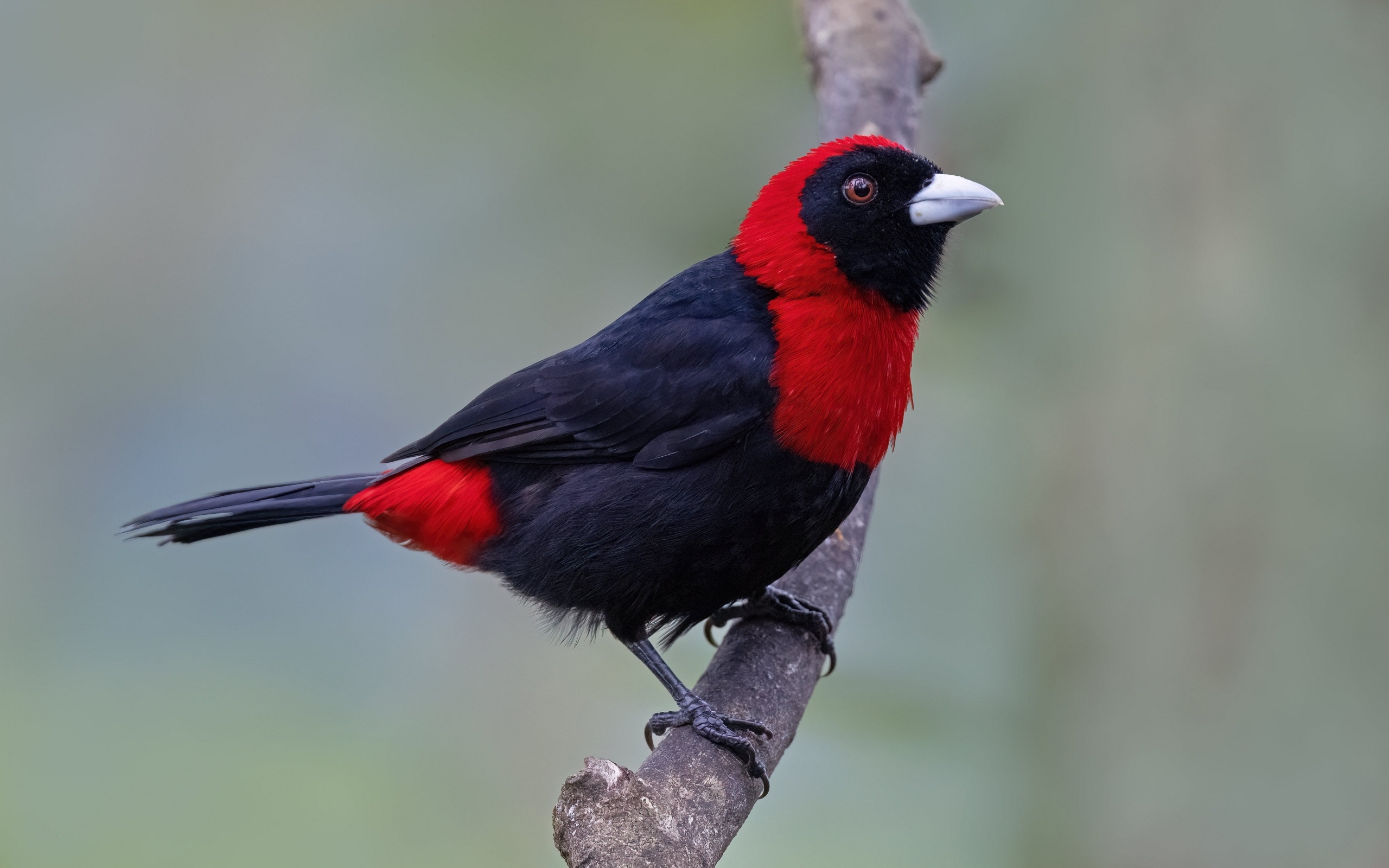 Огненная расписная танагра сидит на ветке дерева