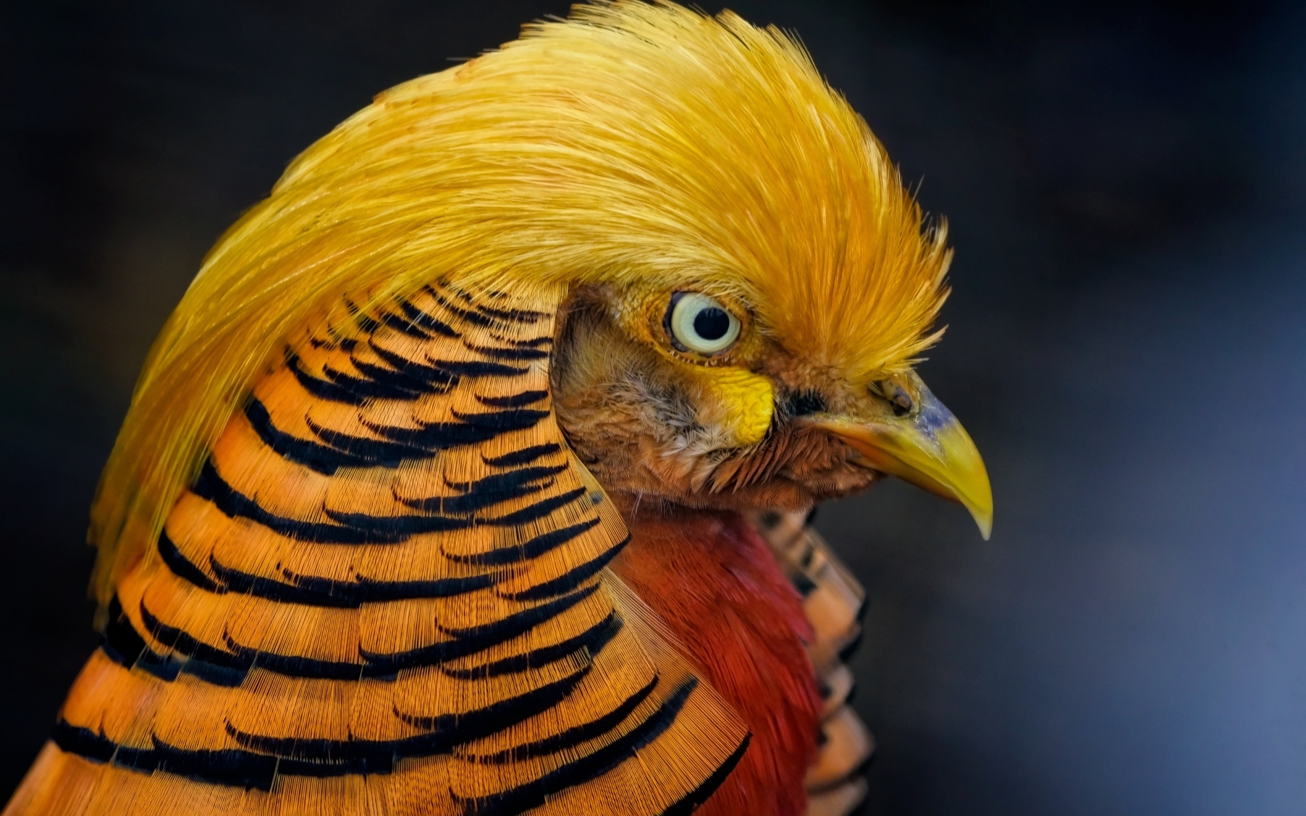 Голова золотого фазана крупным планом