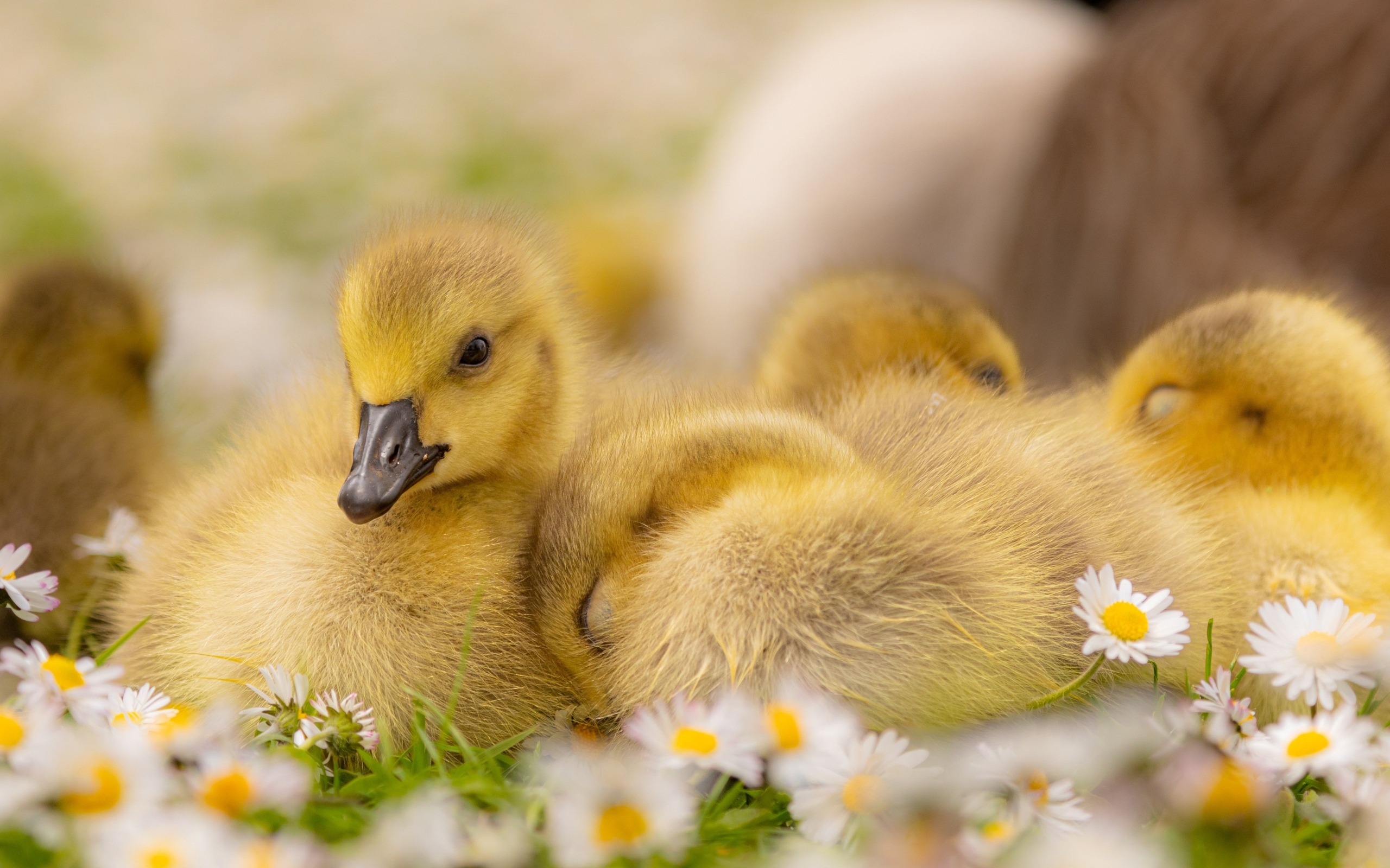 Гусята лежат на цветах маргаритки