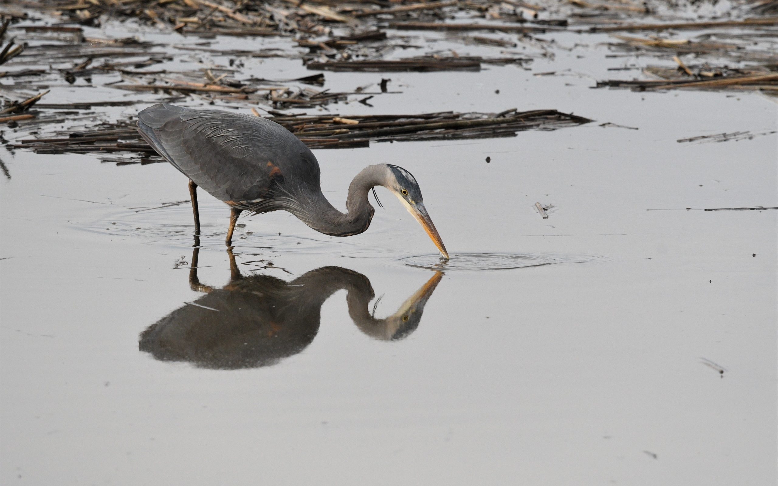 Серая цапля охотится в воде