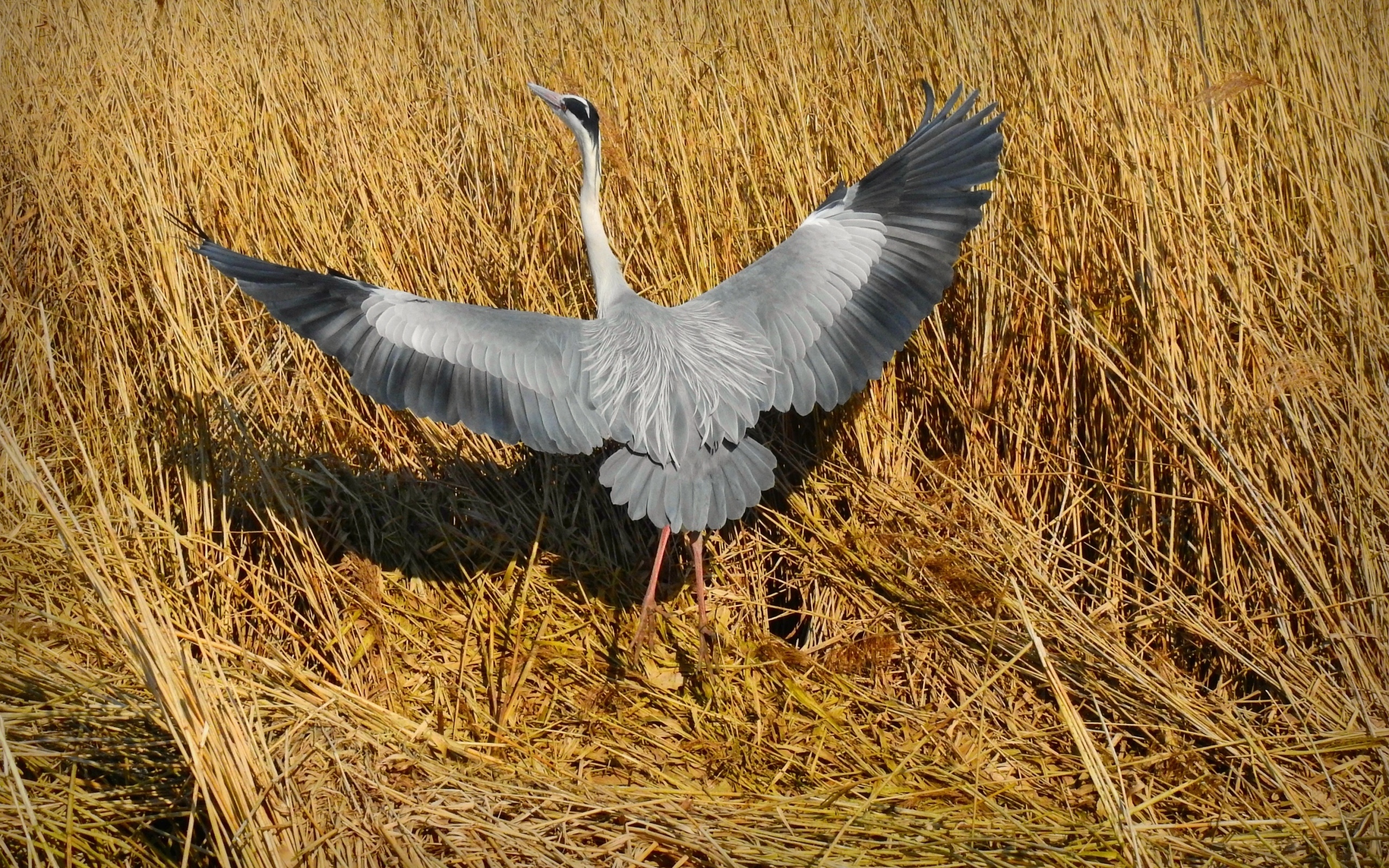 Серая цапля готовится взлететь 