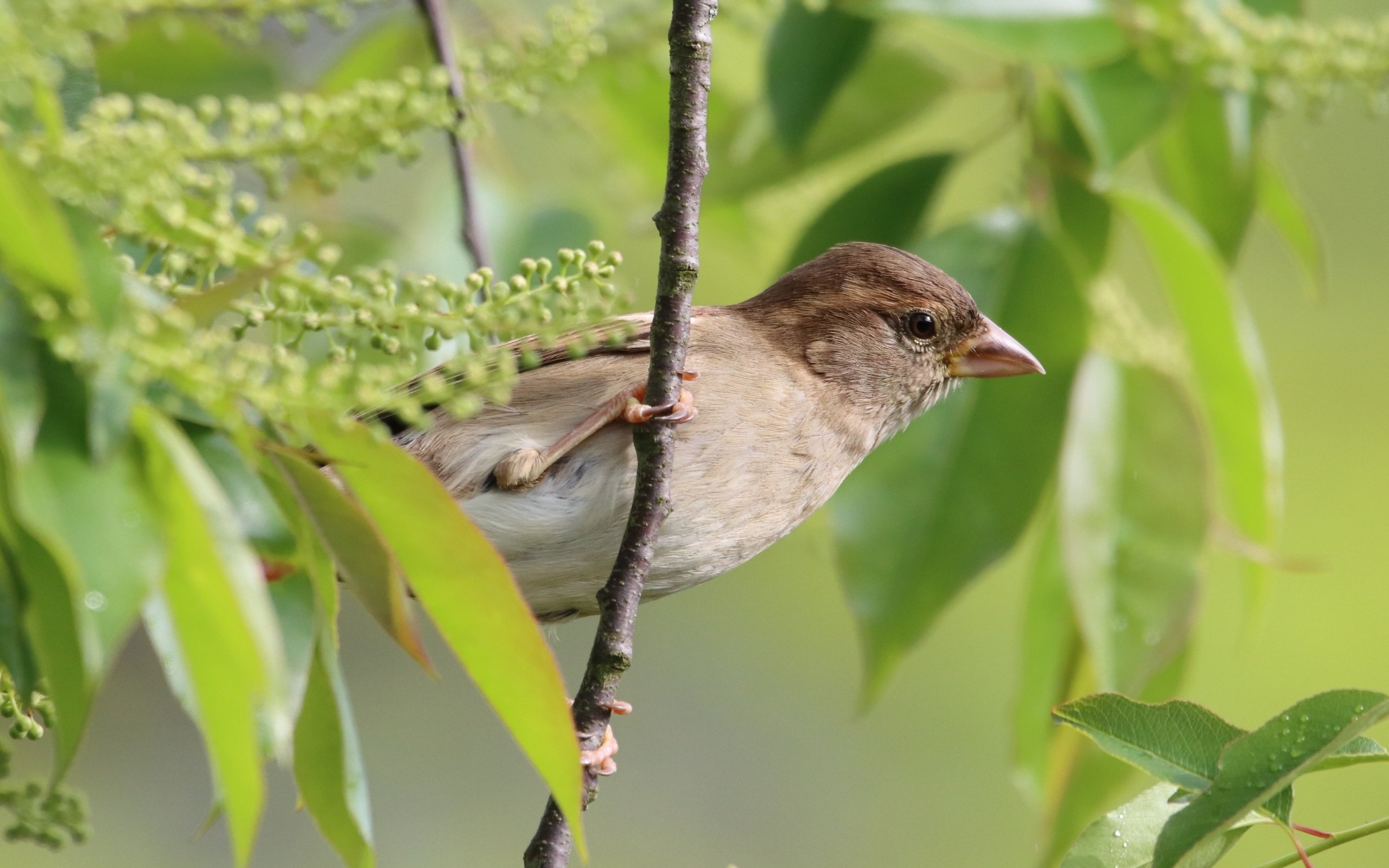 Серая иволга в ветках дерева