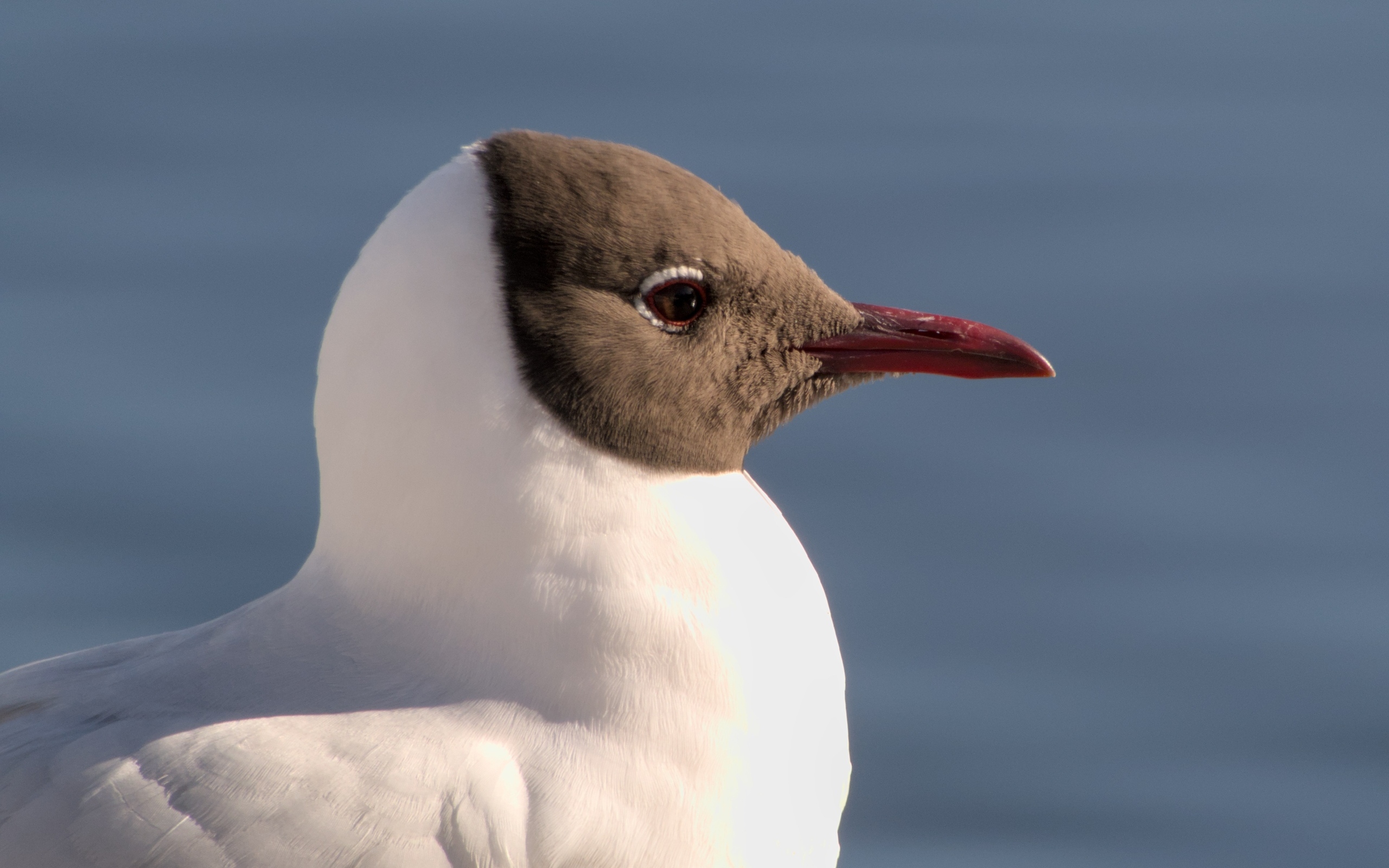 Большая сероголовая чайка крупным планом