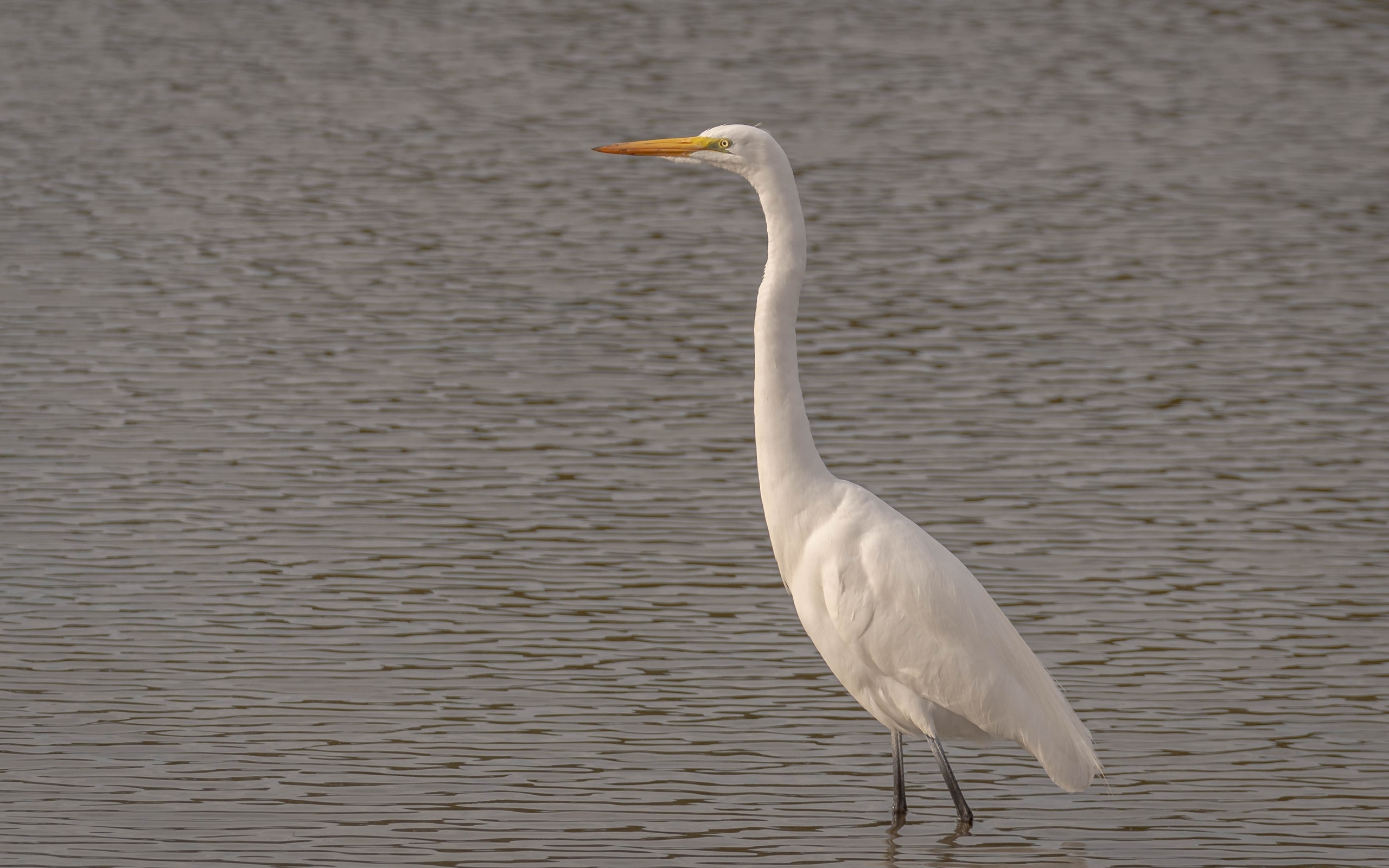 Большая белая цапля стоит в воде