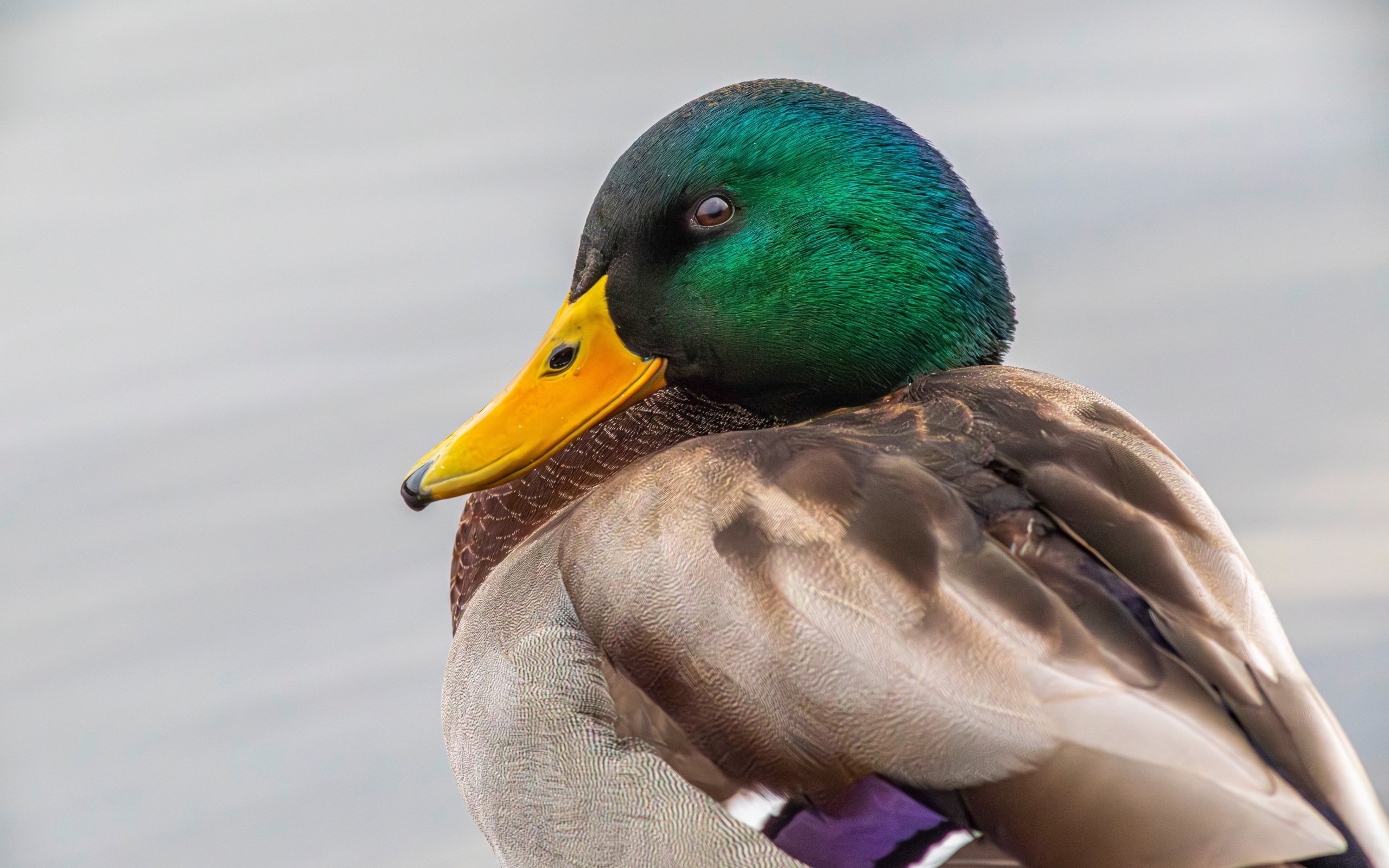 Зеленая голова у утки кряква