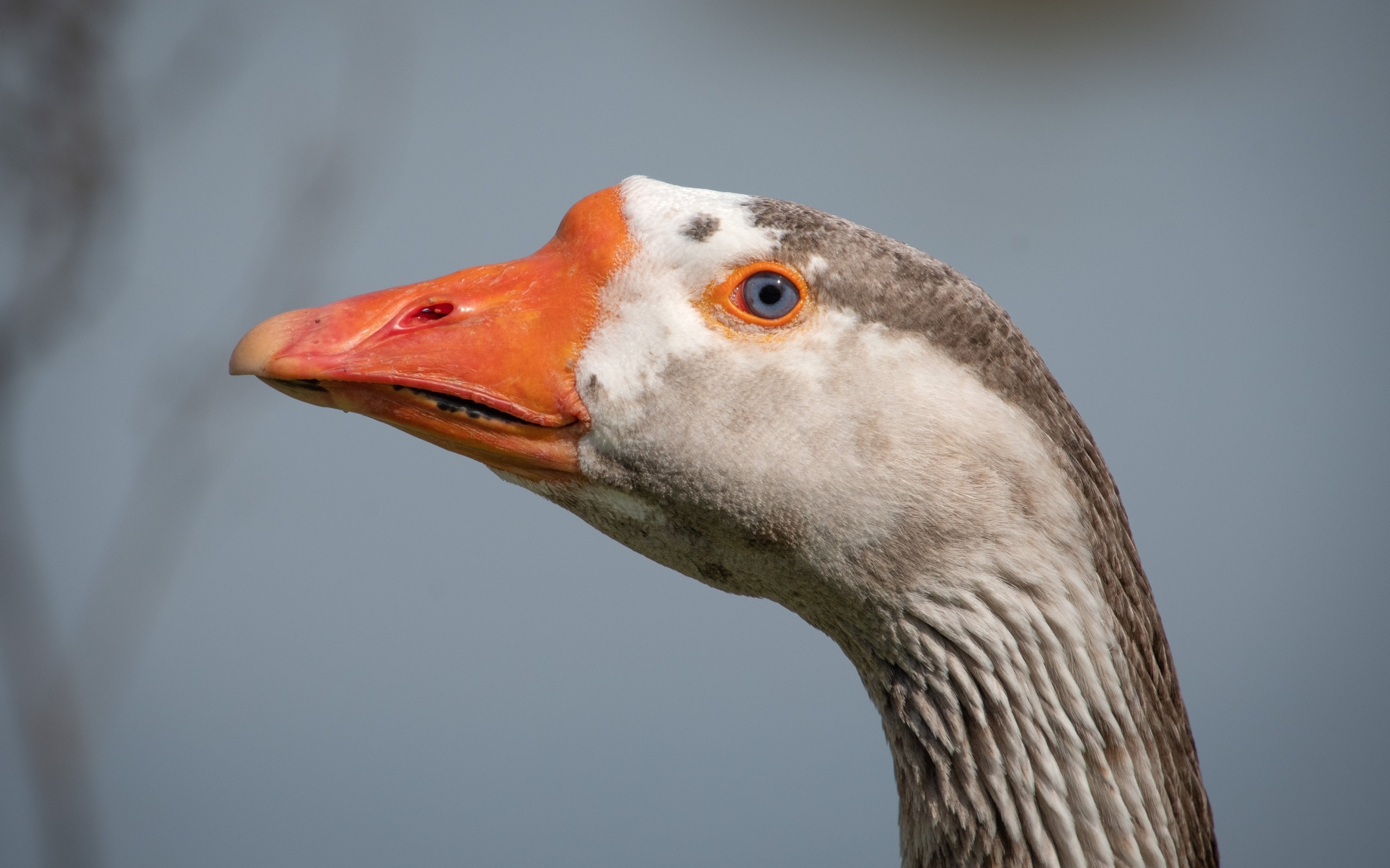 Голова домашнего гуся с голубыми глазами