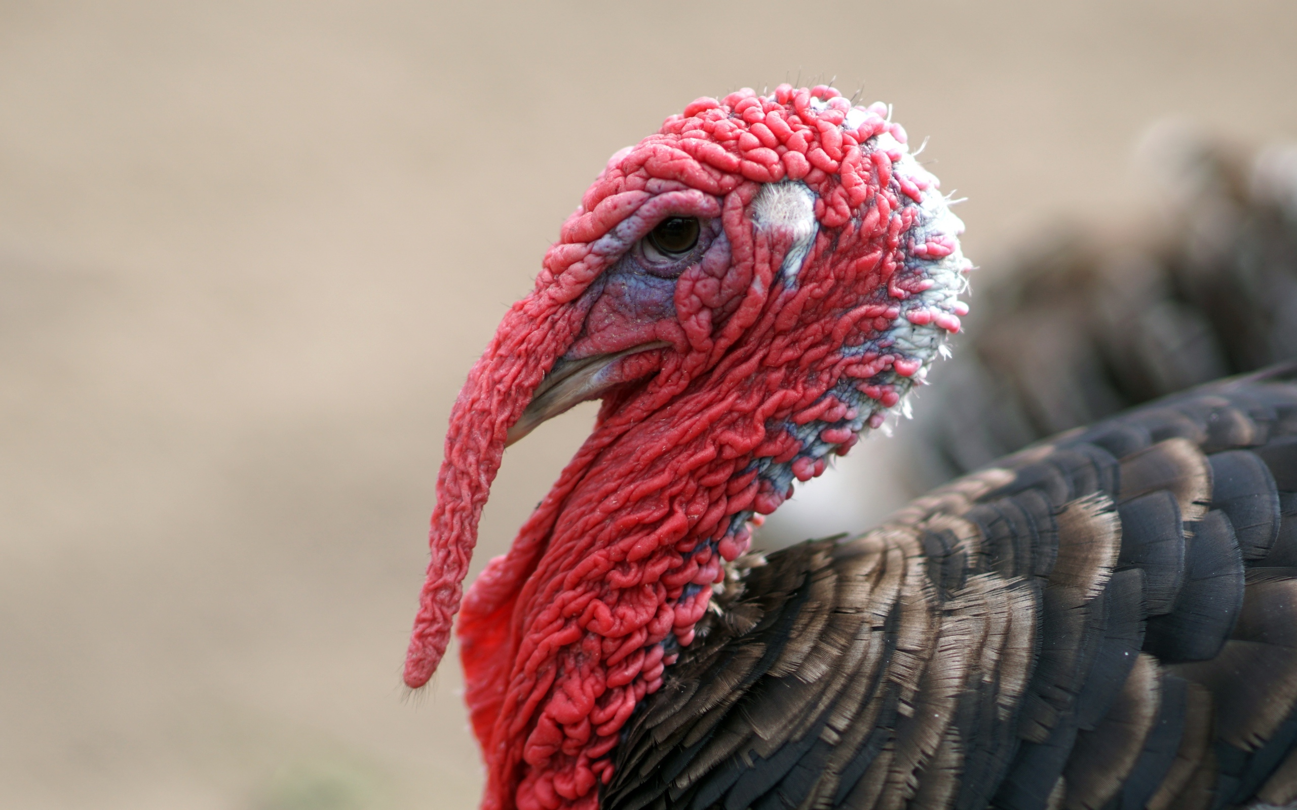 Большой домашний индюк с красной головой