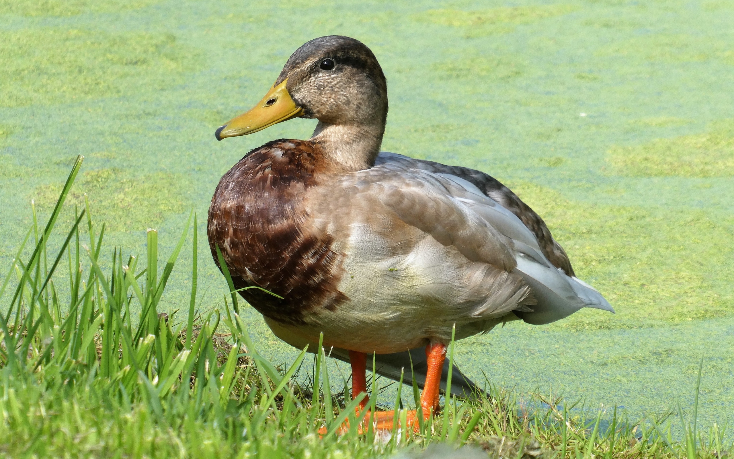 Большая дикая утка у покрытого тиной пруда