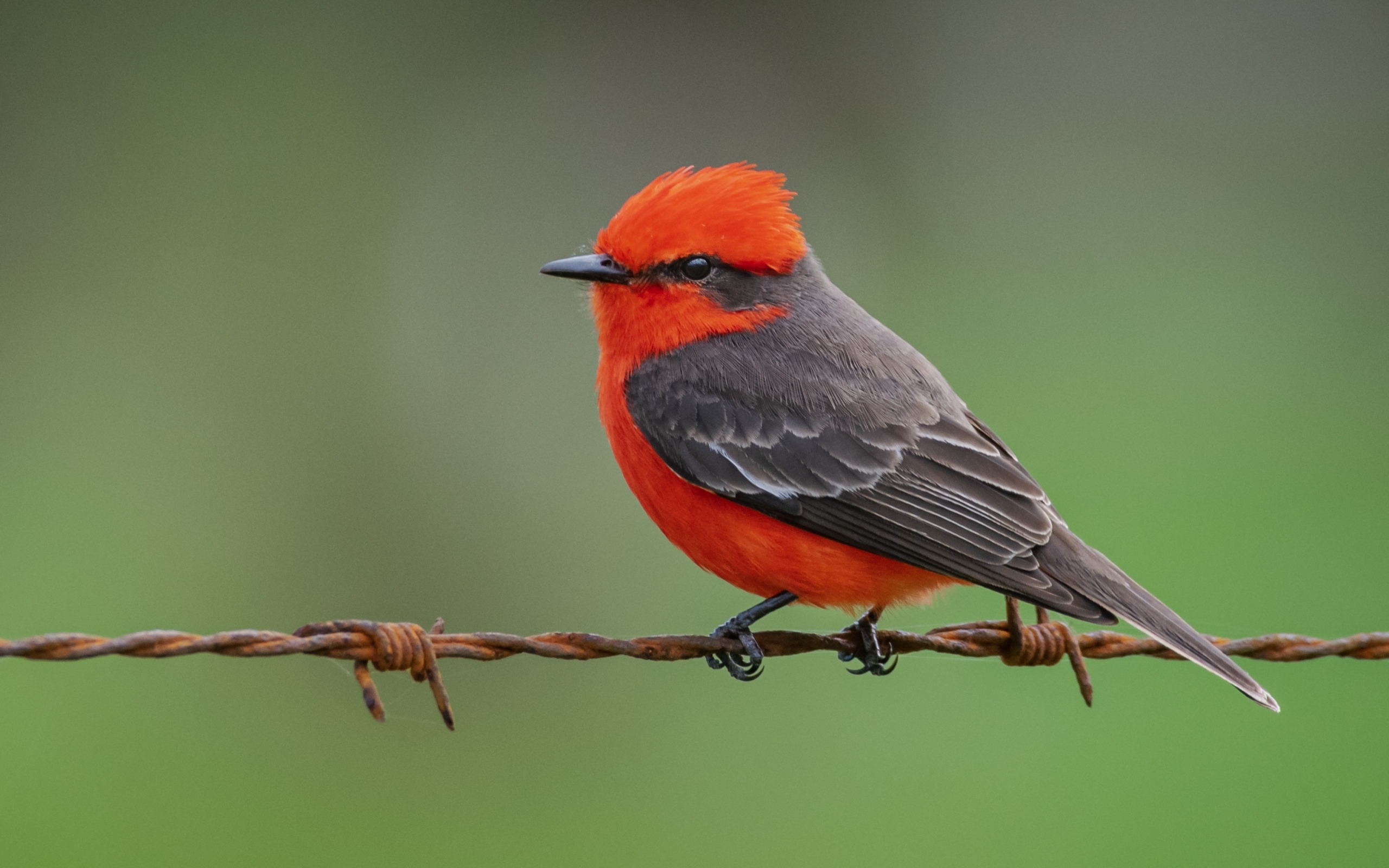 Маленькая птица алая мухоловка сидит на проволоке