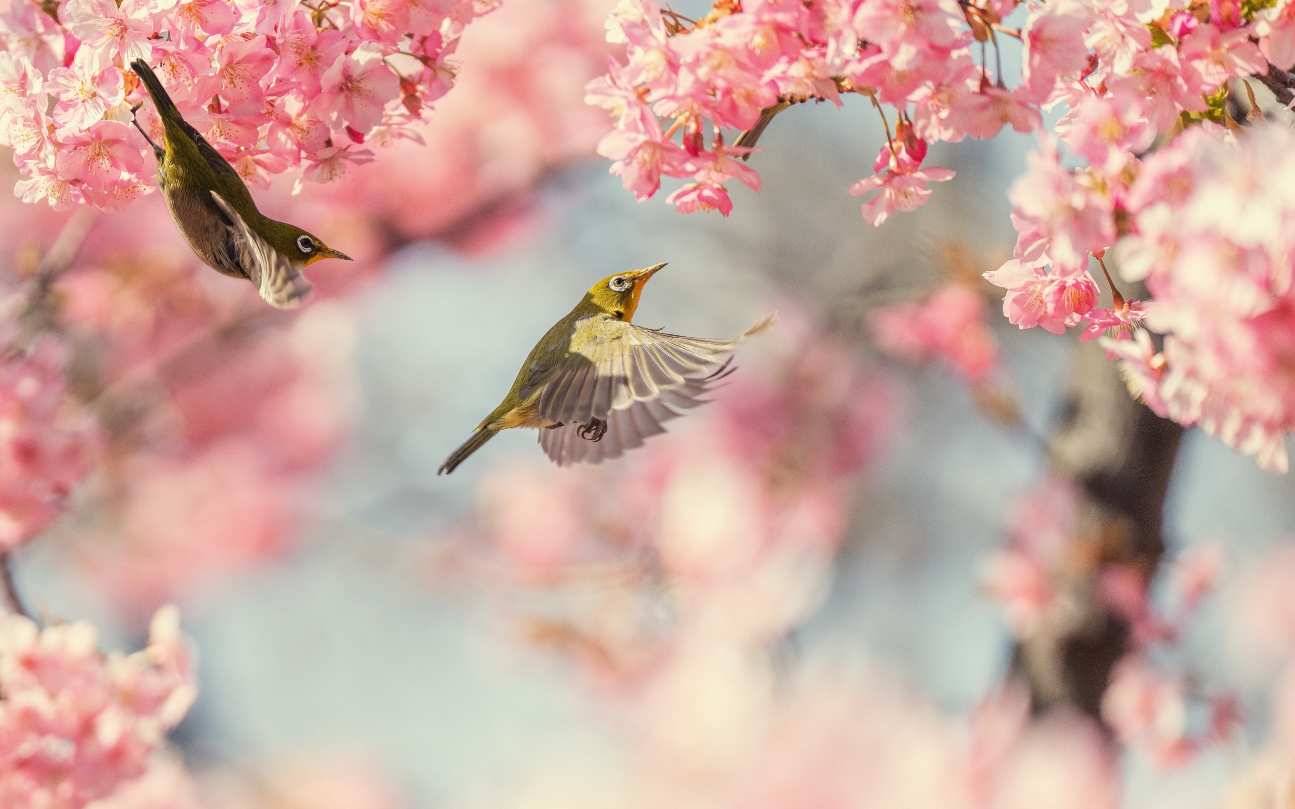 Маленькие птицы кружат у розовых цветов