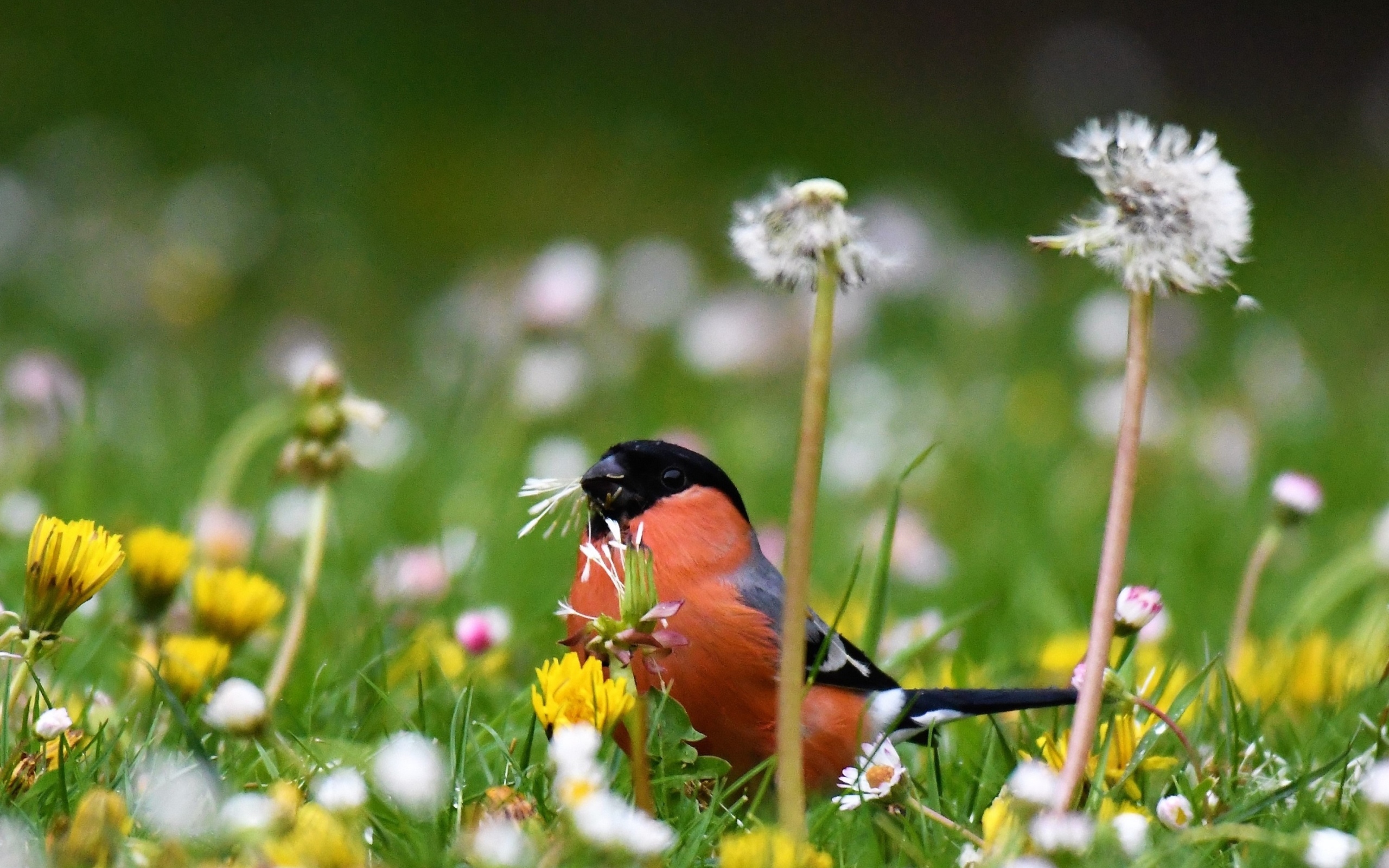 Маленький снегирь прячется в траве