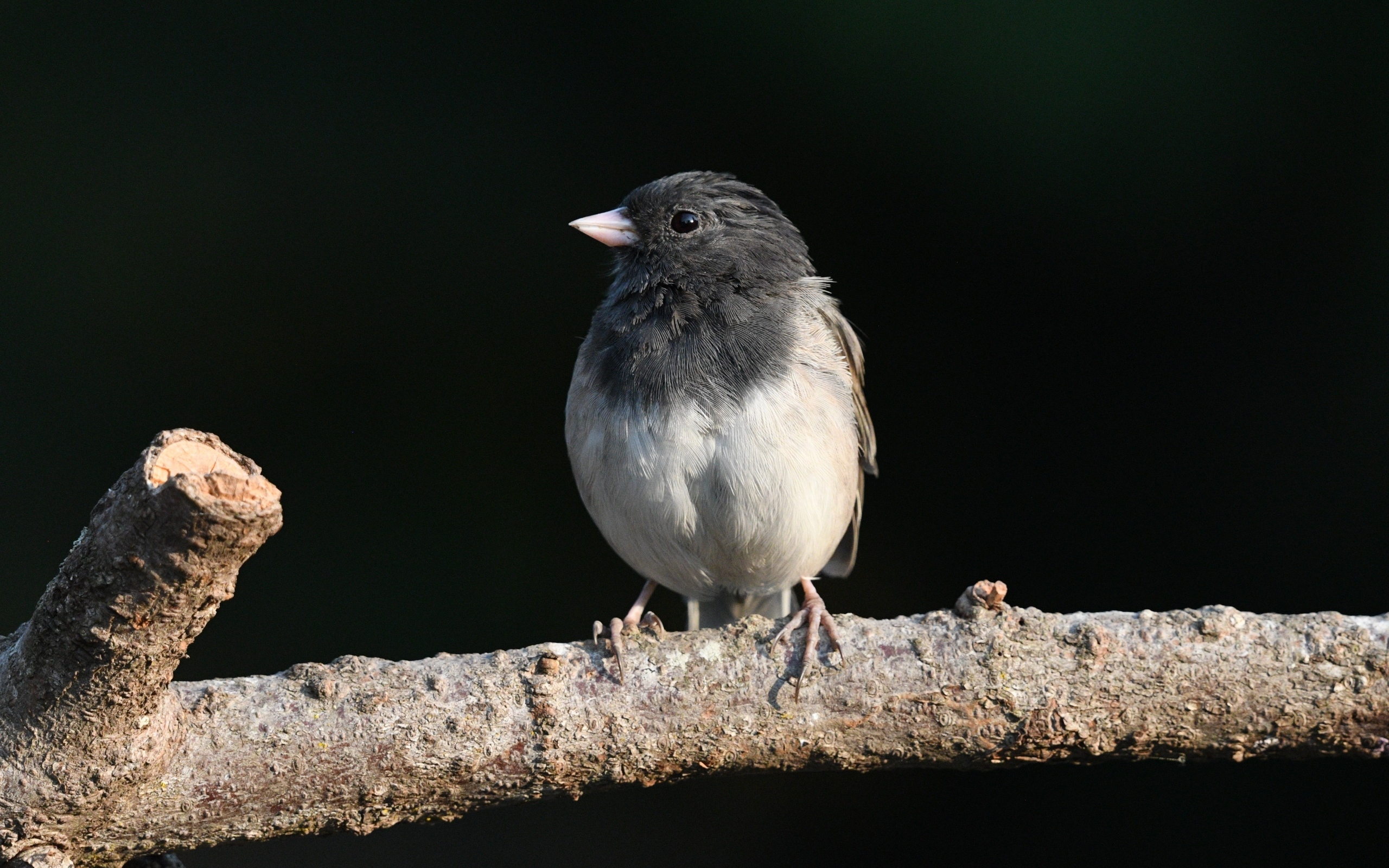 Маленький темноглазый юнко сидит на ветке дерева