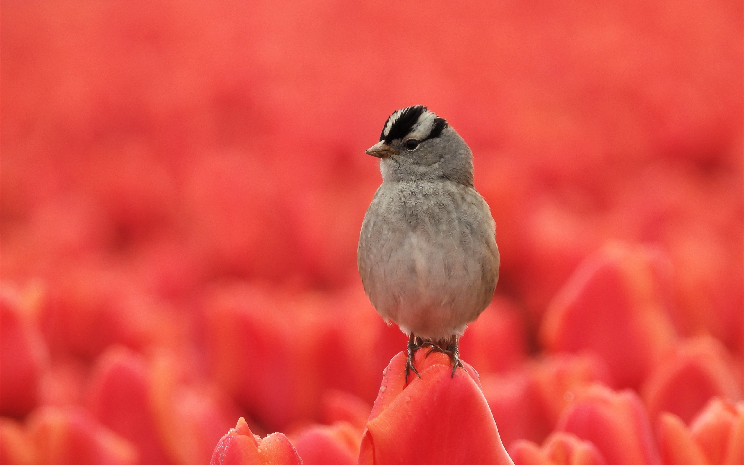 Маленькая серая птичка сидит на тюльпане