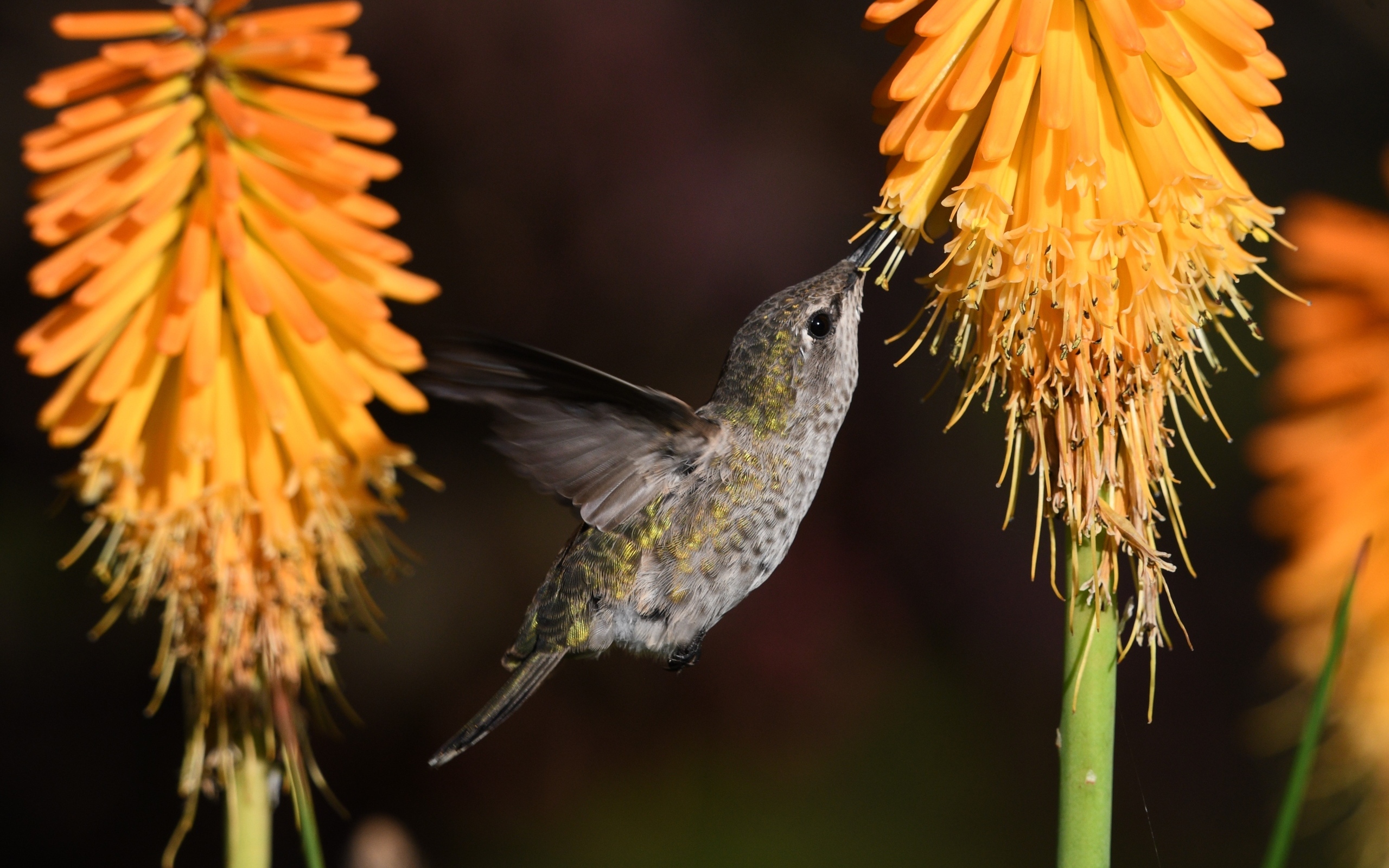 Маленькая птица колибри собирает нектар на оранжевом цветке