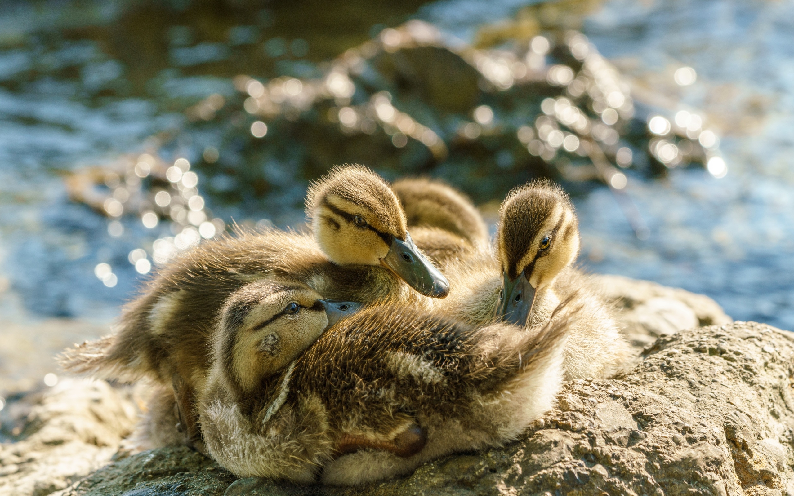 Маленькие птенцы лебедя на берегу