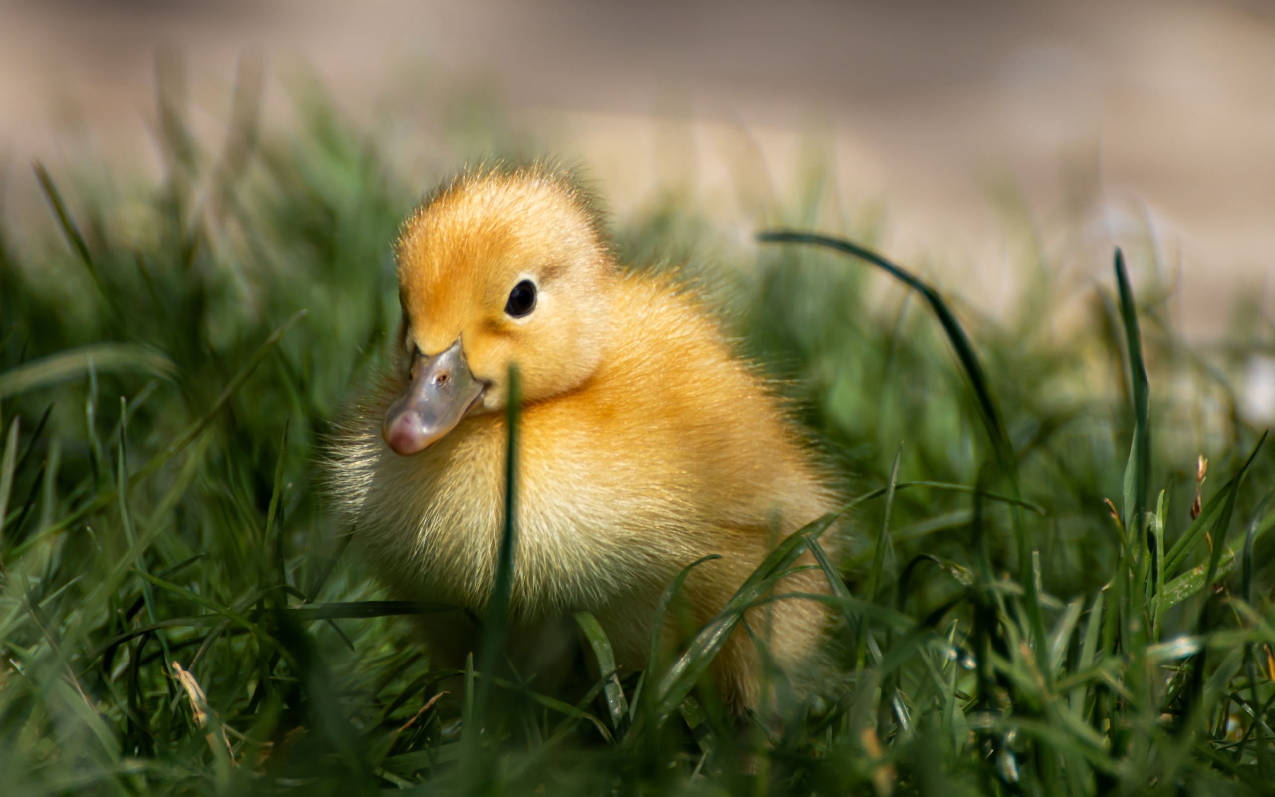 Маленький желтый утенок в зеленой траве 