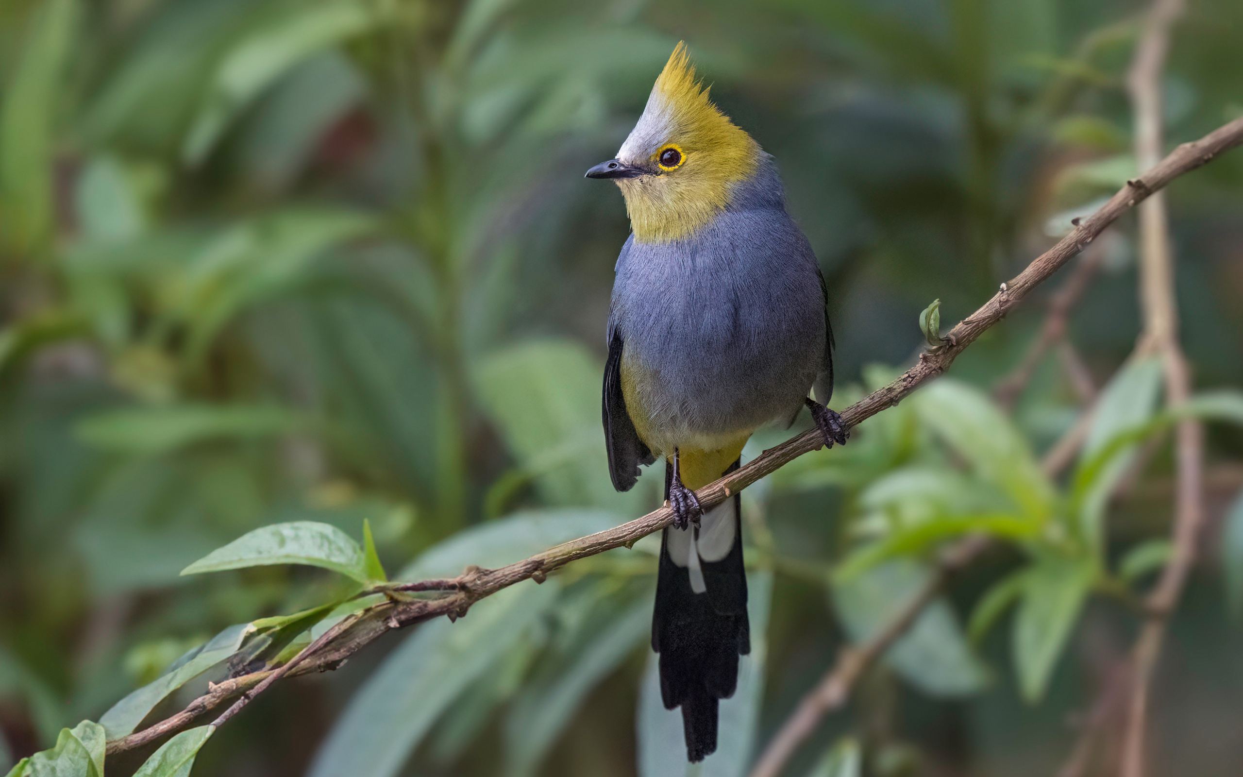 Длиннохвостый шёлковый свиристель сидит на ветке