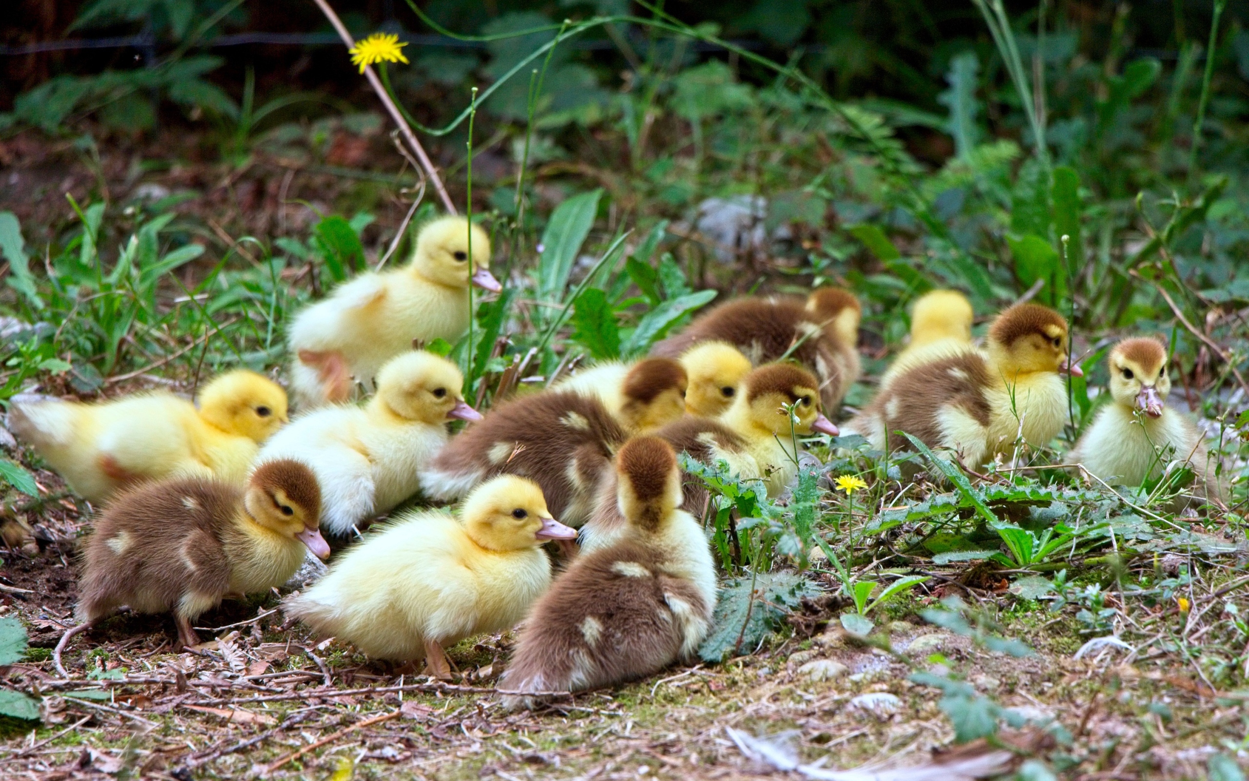 Много маленьких милых утят