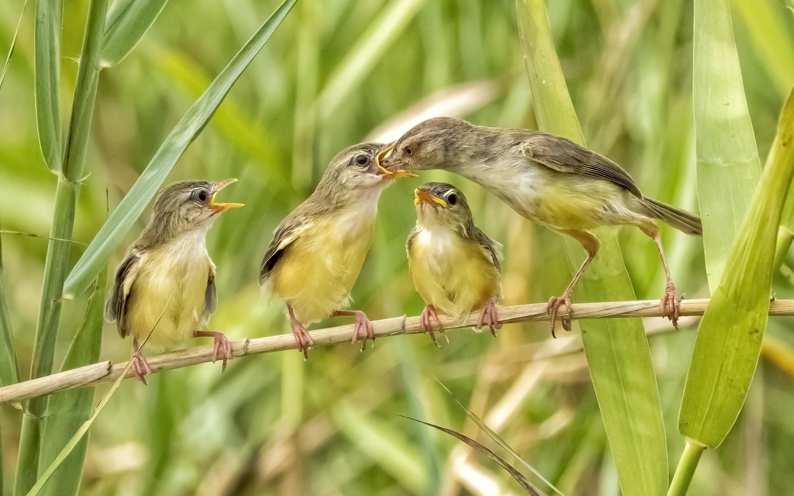 Мама кормит птенцов в камышах
