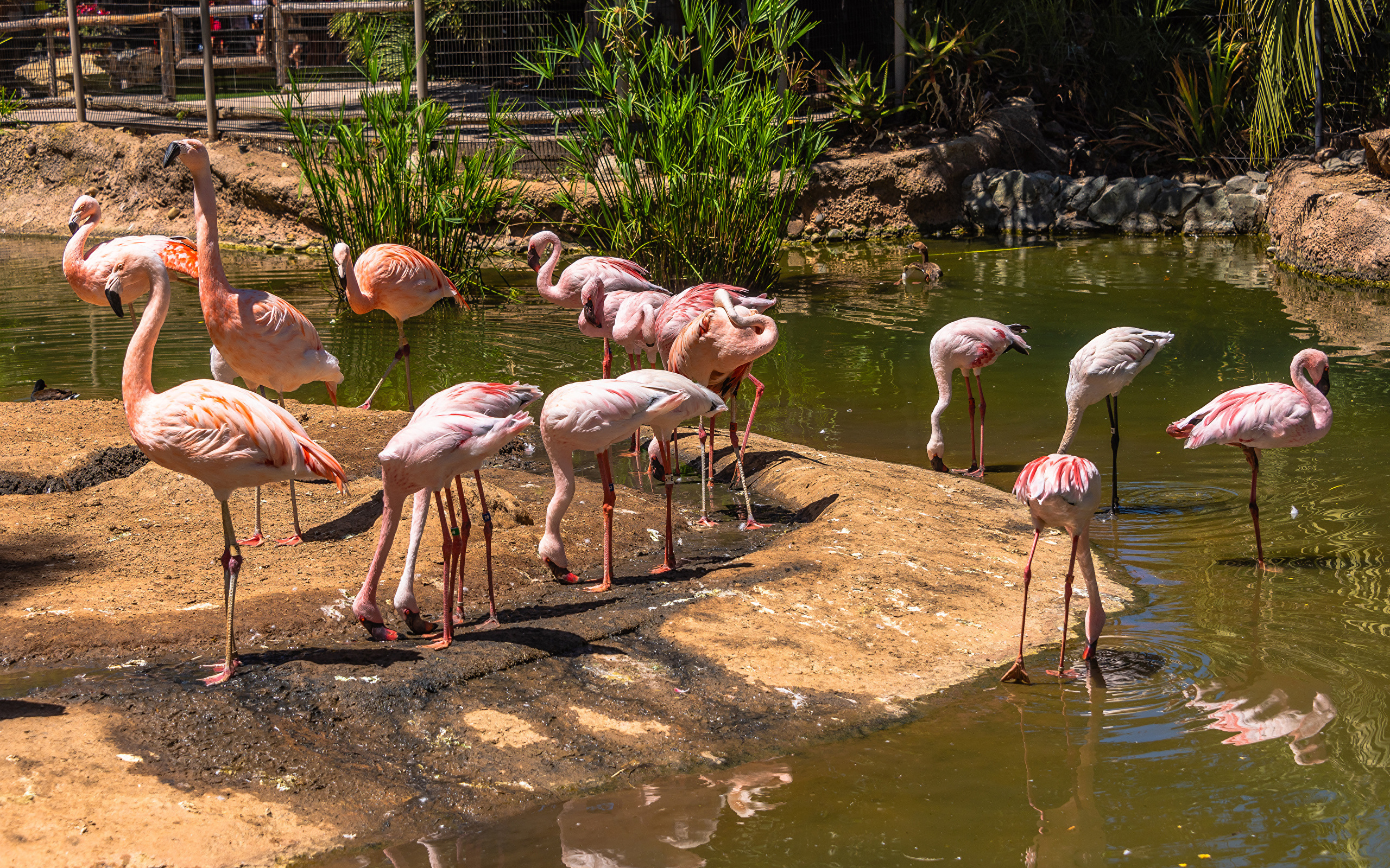 Розовые фламинго в зоопарке у пруда